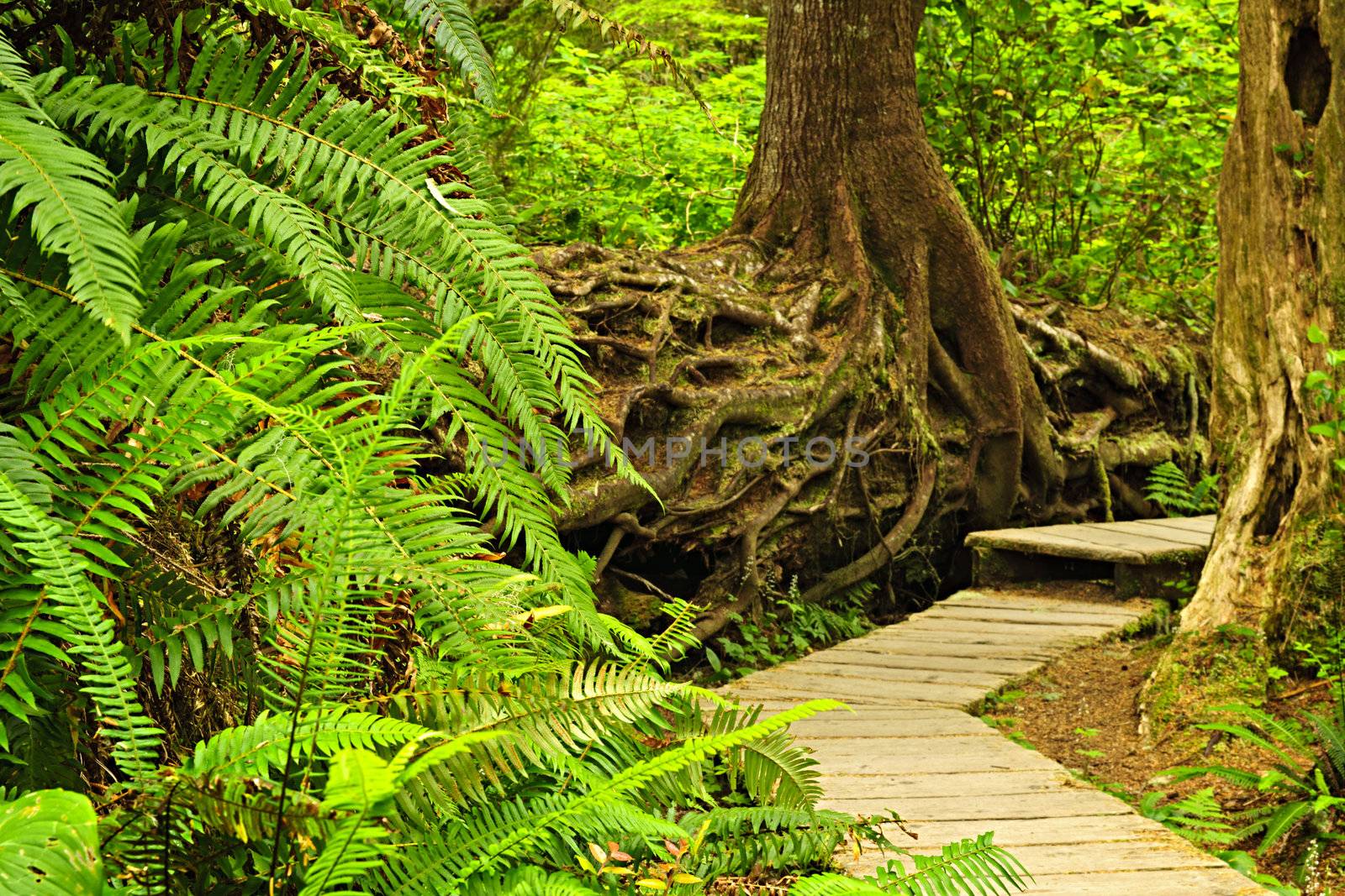 Path in temperate rainforest by elenathewise