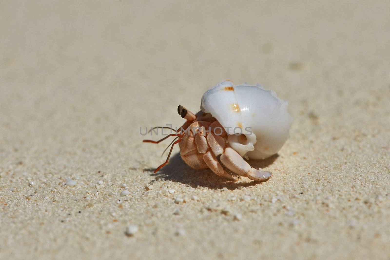 Hermit crab on a beach at Maldives