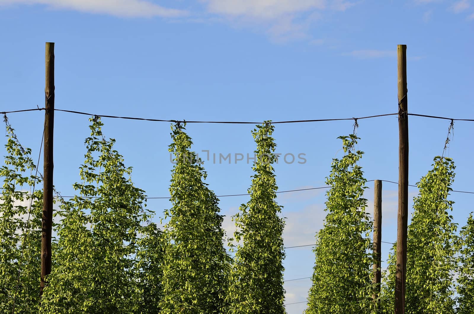 The photo shows the construction and the hop plant.