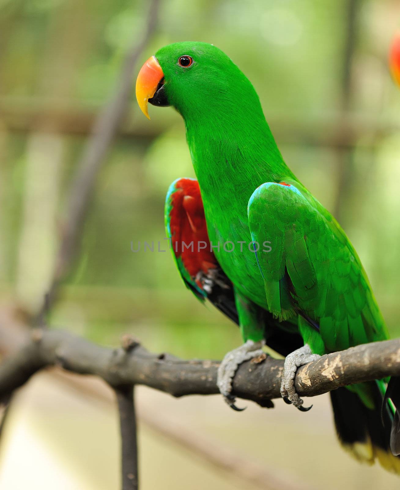 Beautiful green eclectus parrot bird