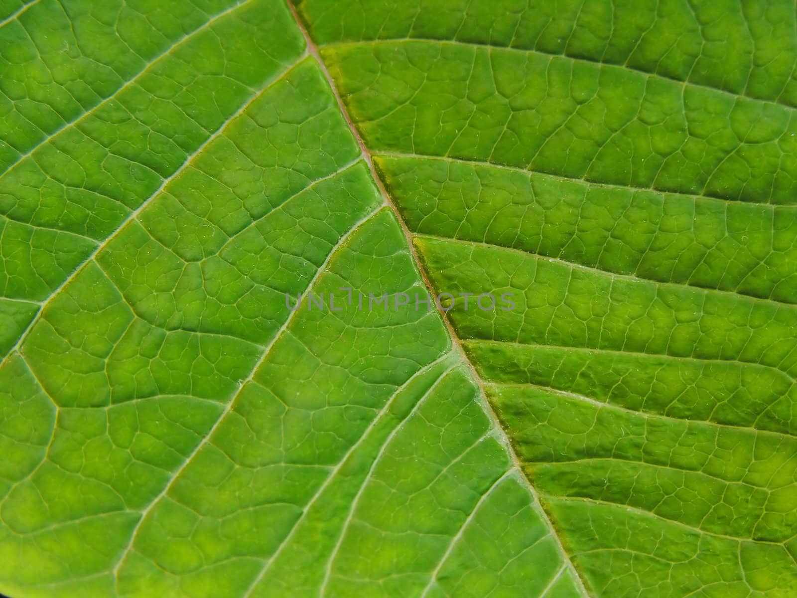 green leaf close up              