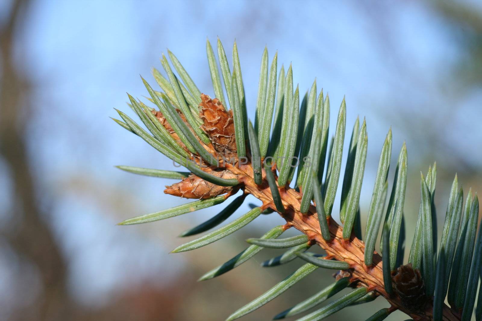 spruce, tree, plant, nature, Christmas tree, tradition, forest, needles, green, branch, sky, blue