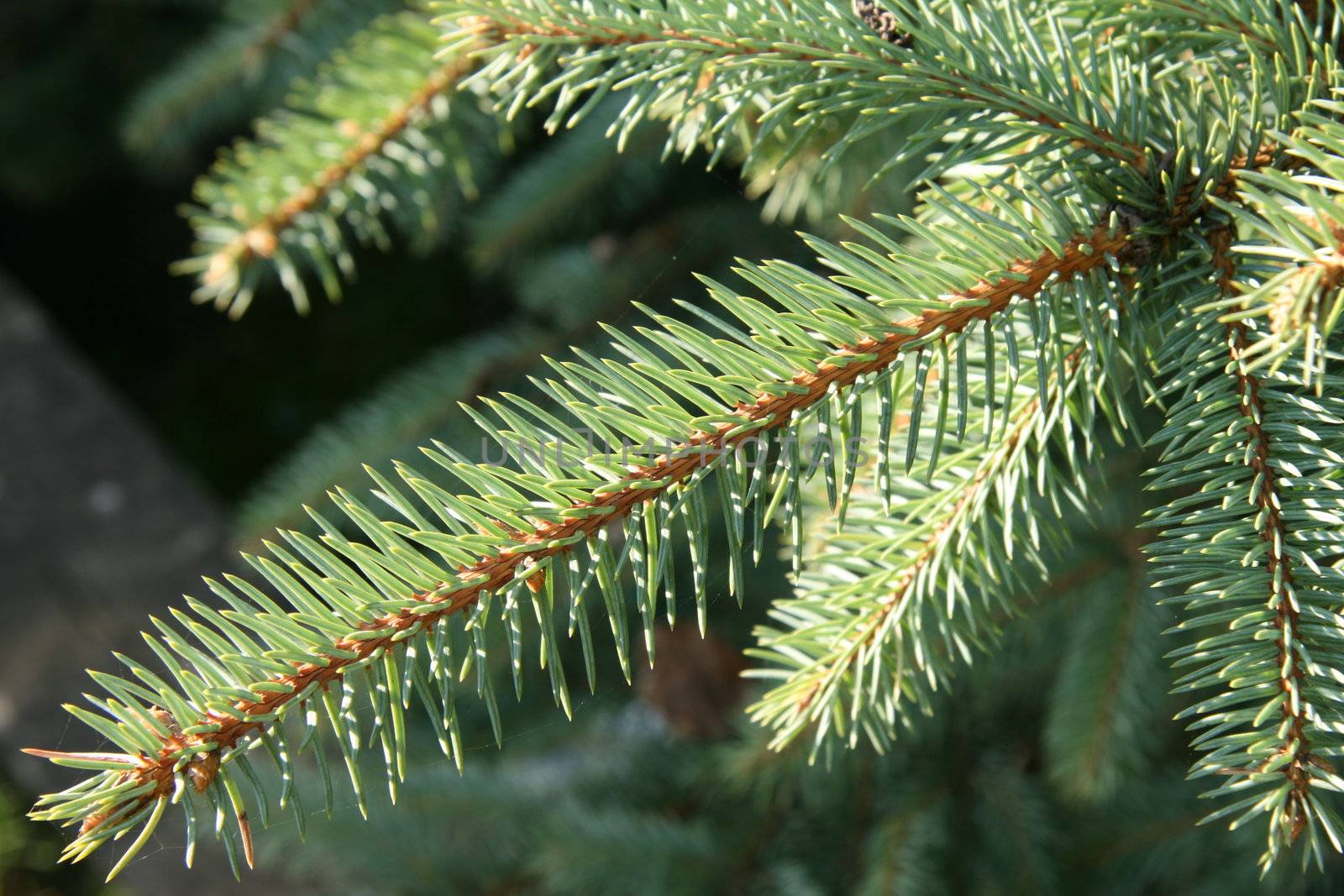 pruce, tree, plant, nature, Christmas tree, tradition, forest, needles, green, branch, sky, blue