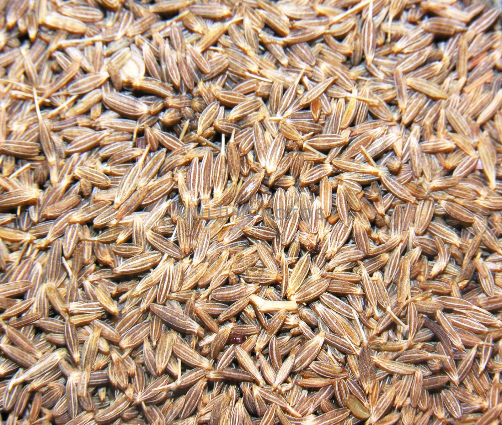 close up of cumin seed