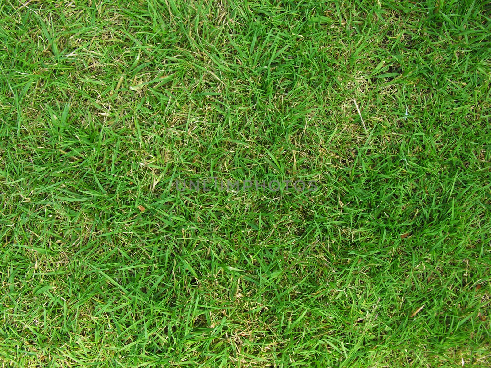 green grass background