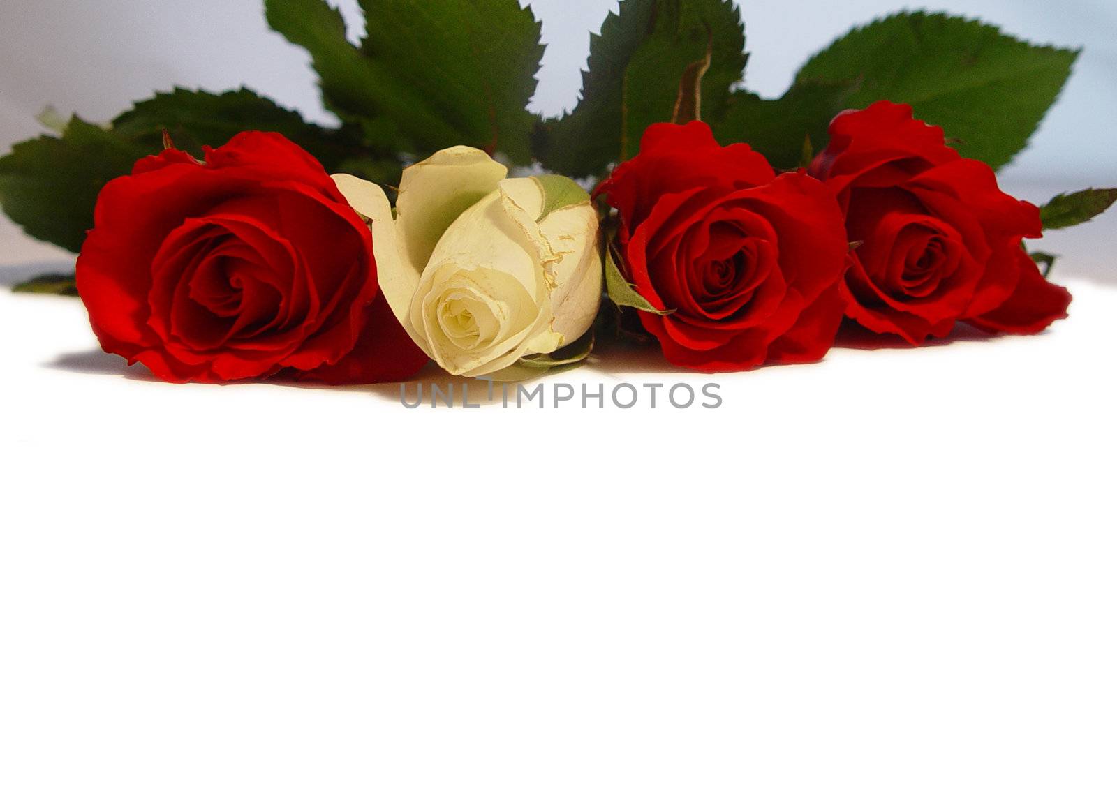 red roses        