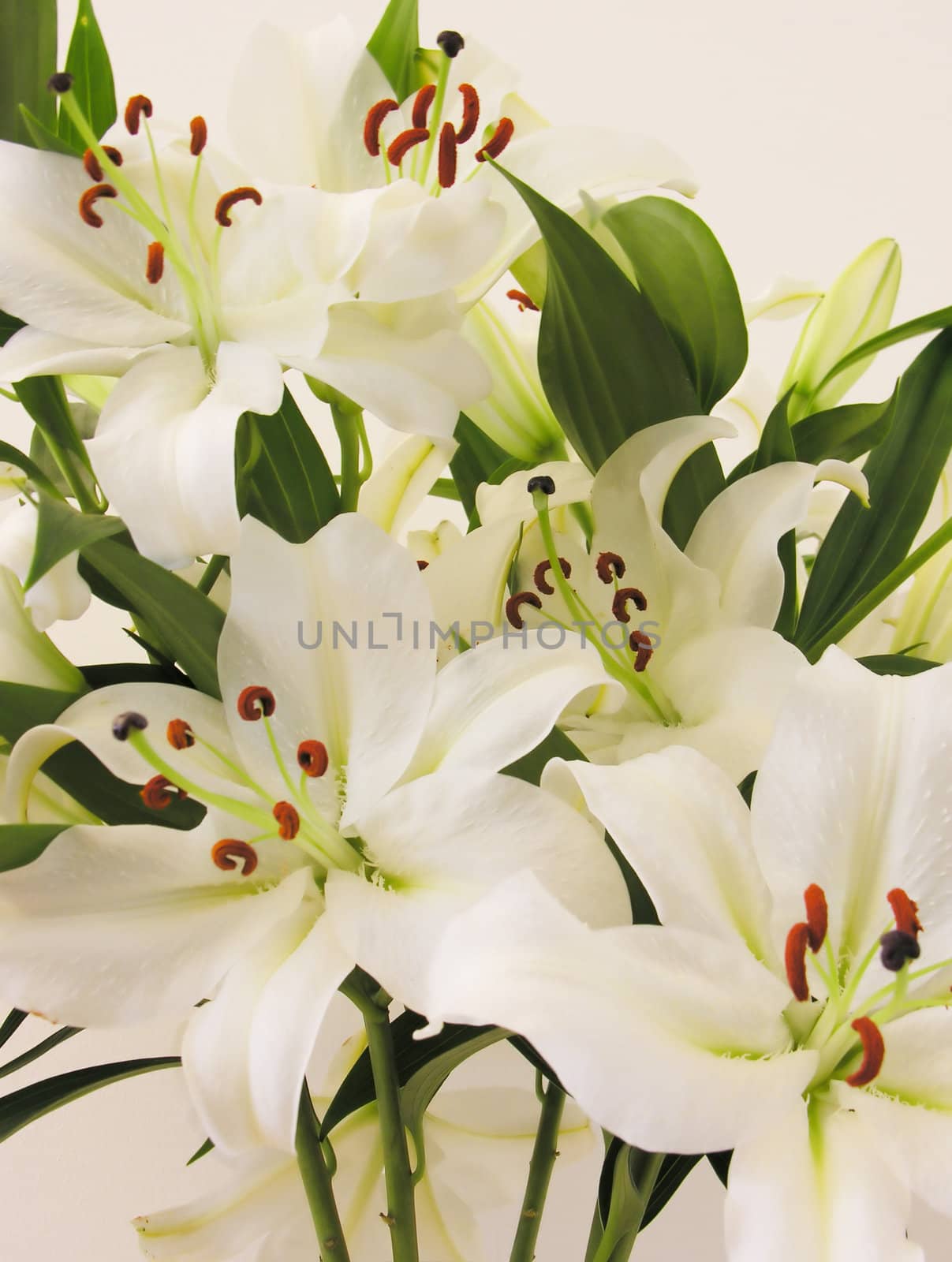 close up of lillies