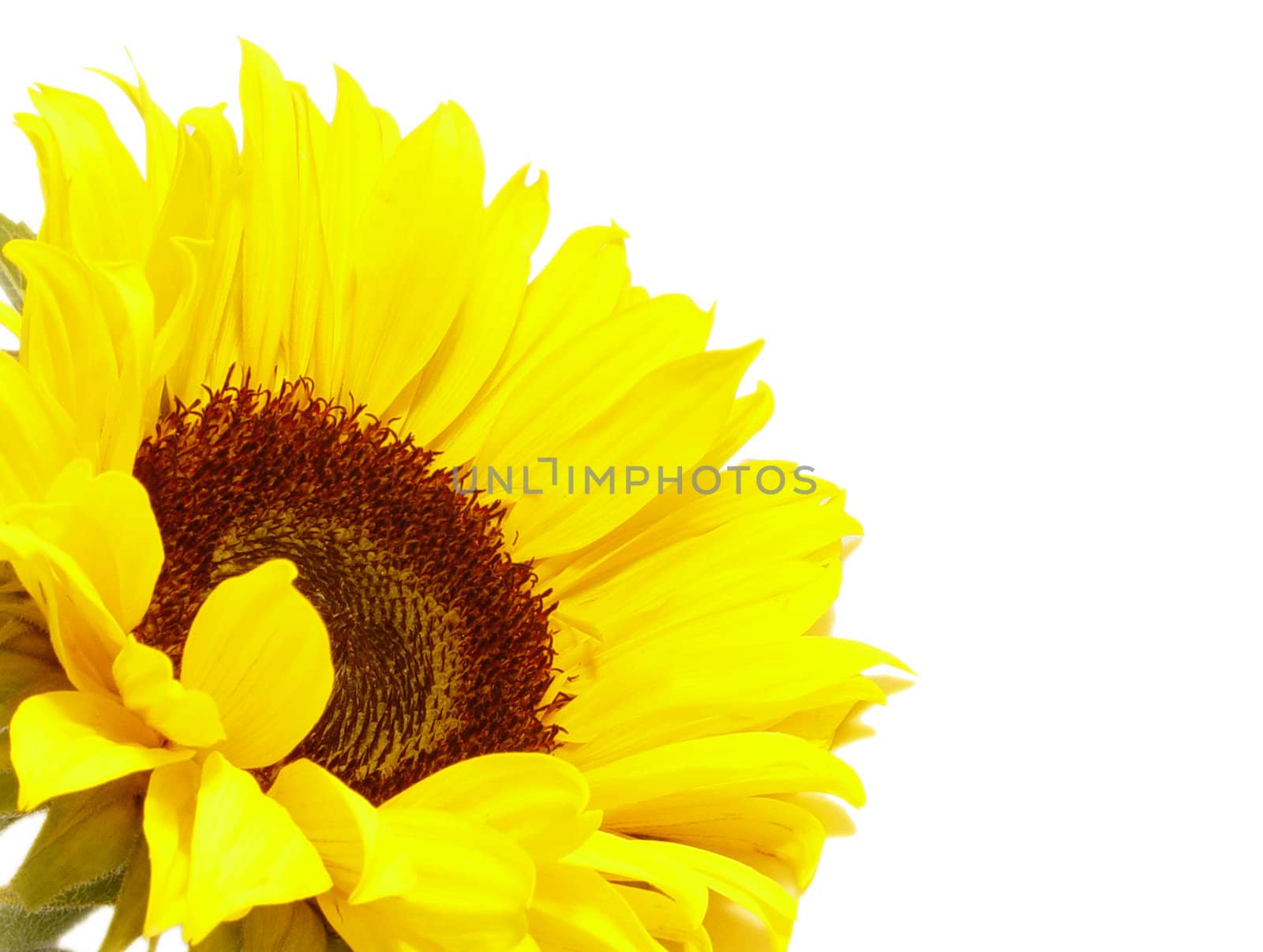 beautyful yellow sunflower