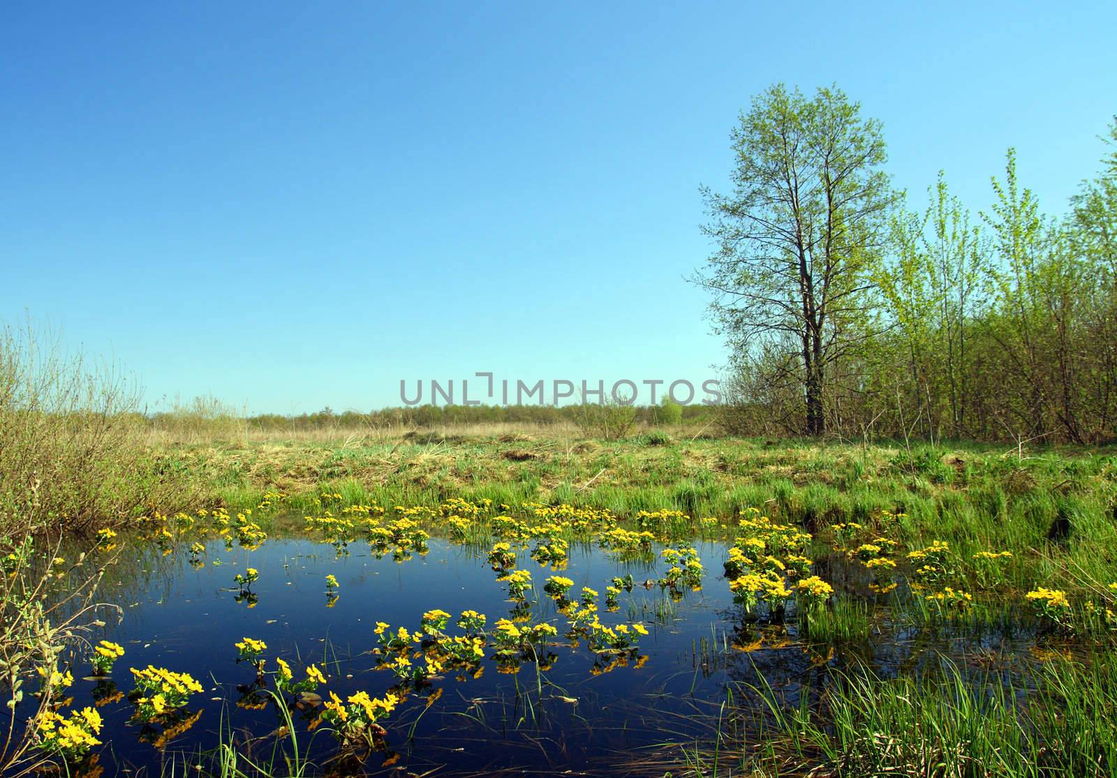 spring landscape with many yellow flowers on bog