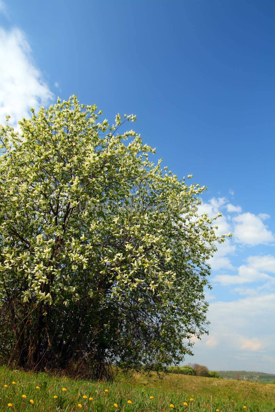 blossom bird cherry tree under blue sky
