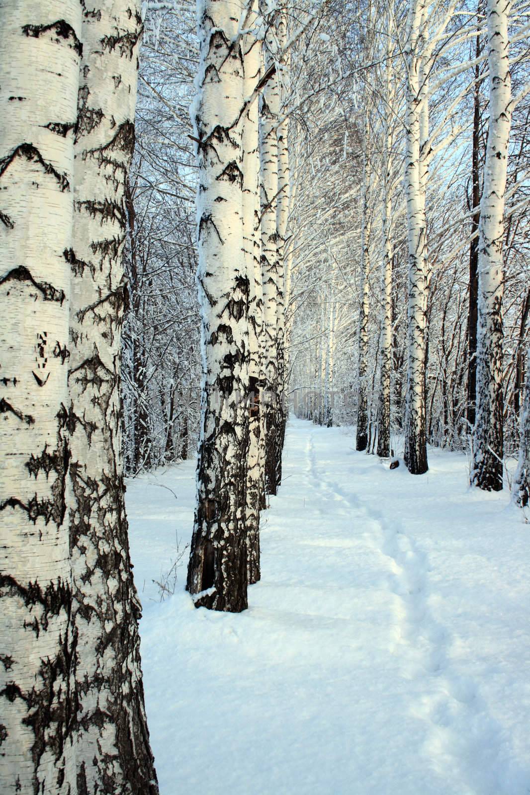 small path in winter birch wood by Mikko