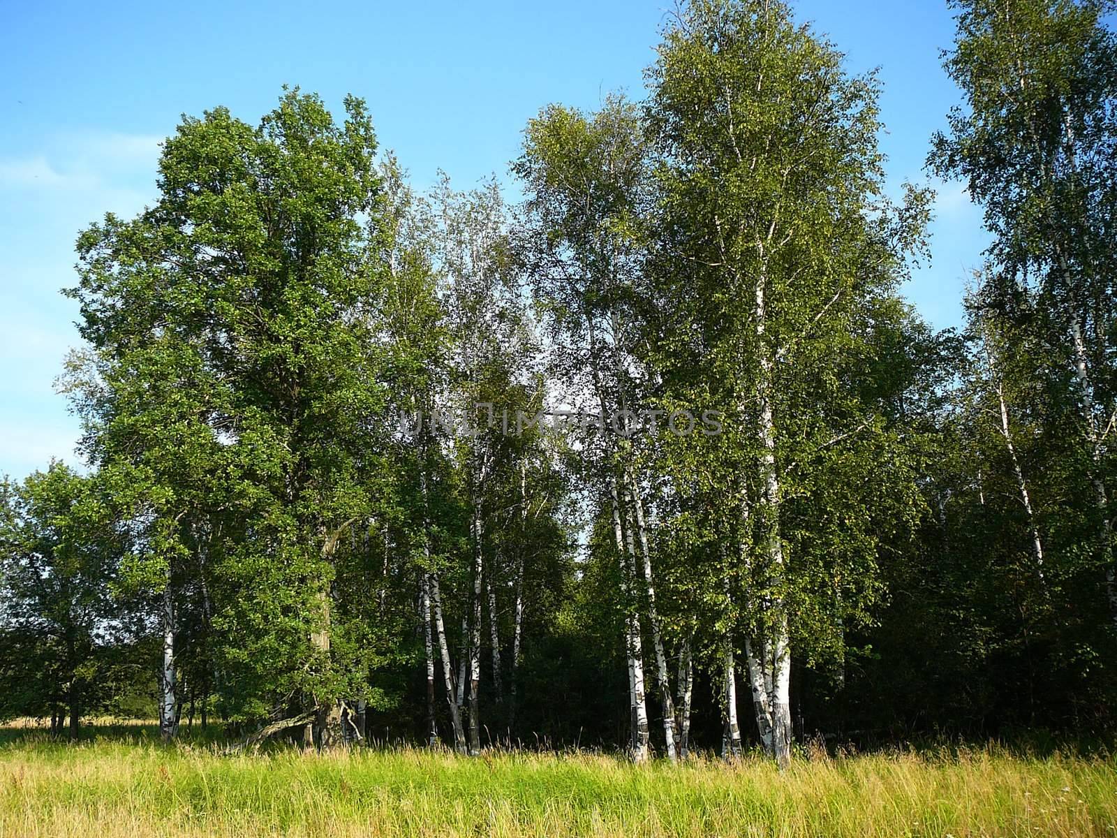 summer birch woods