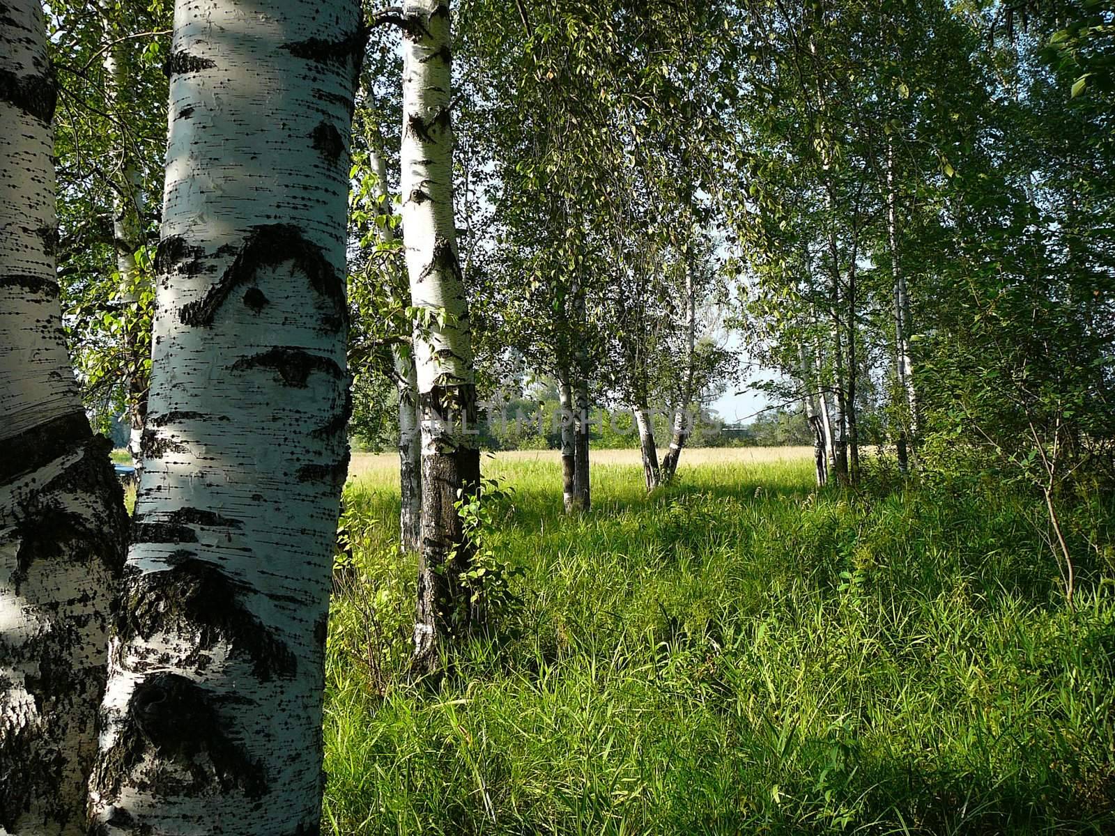 birch woods by Mikko