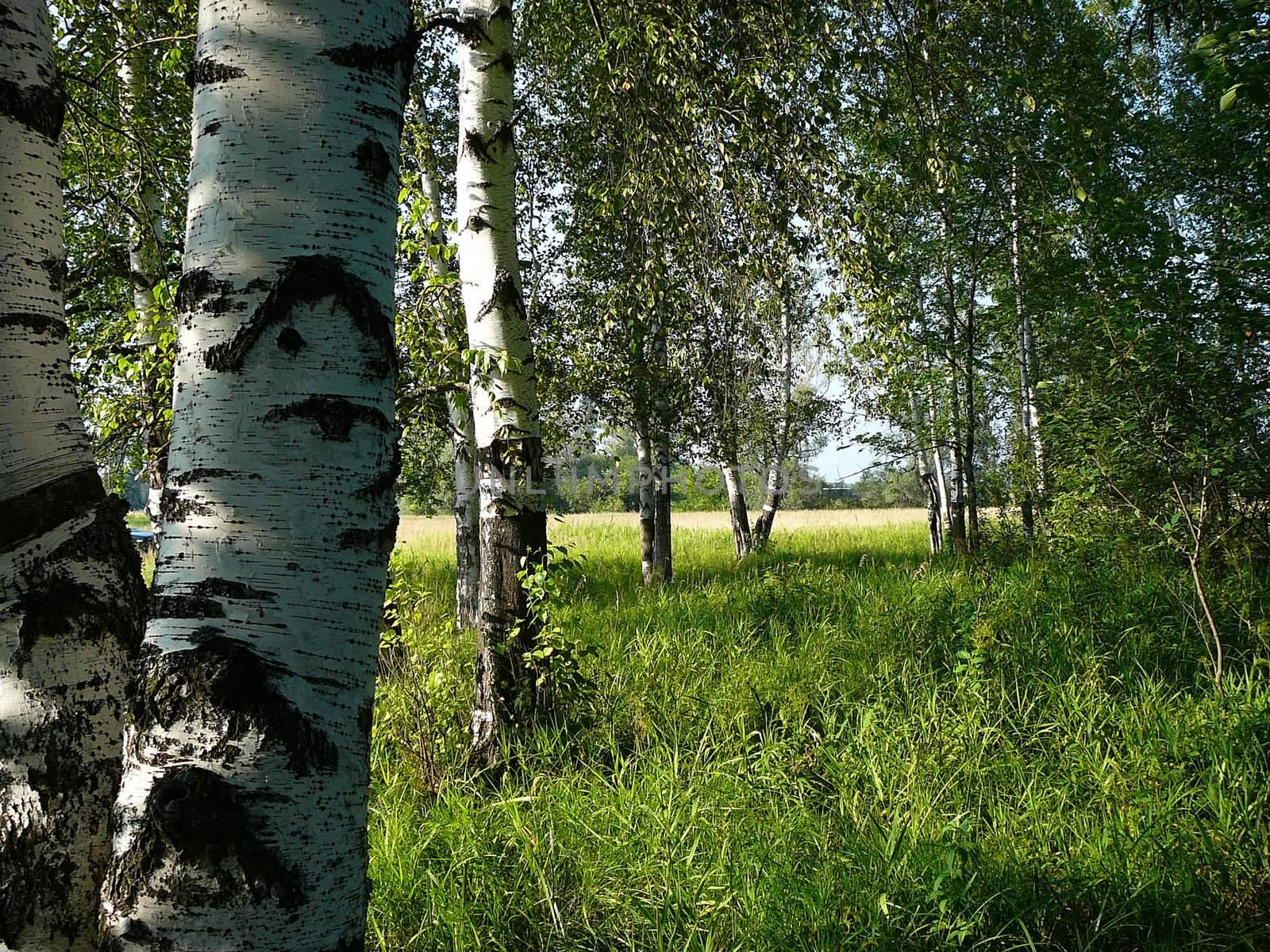 birch woods