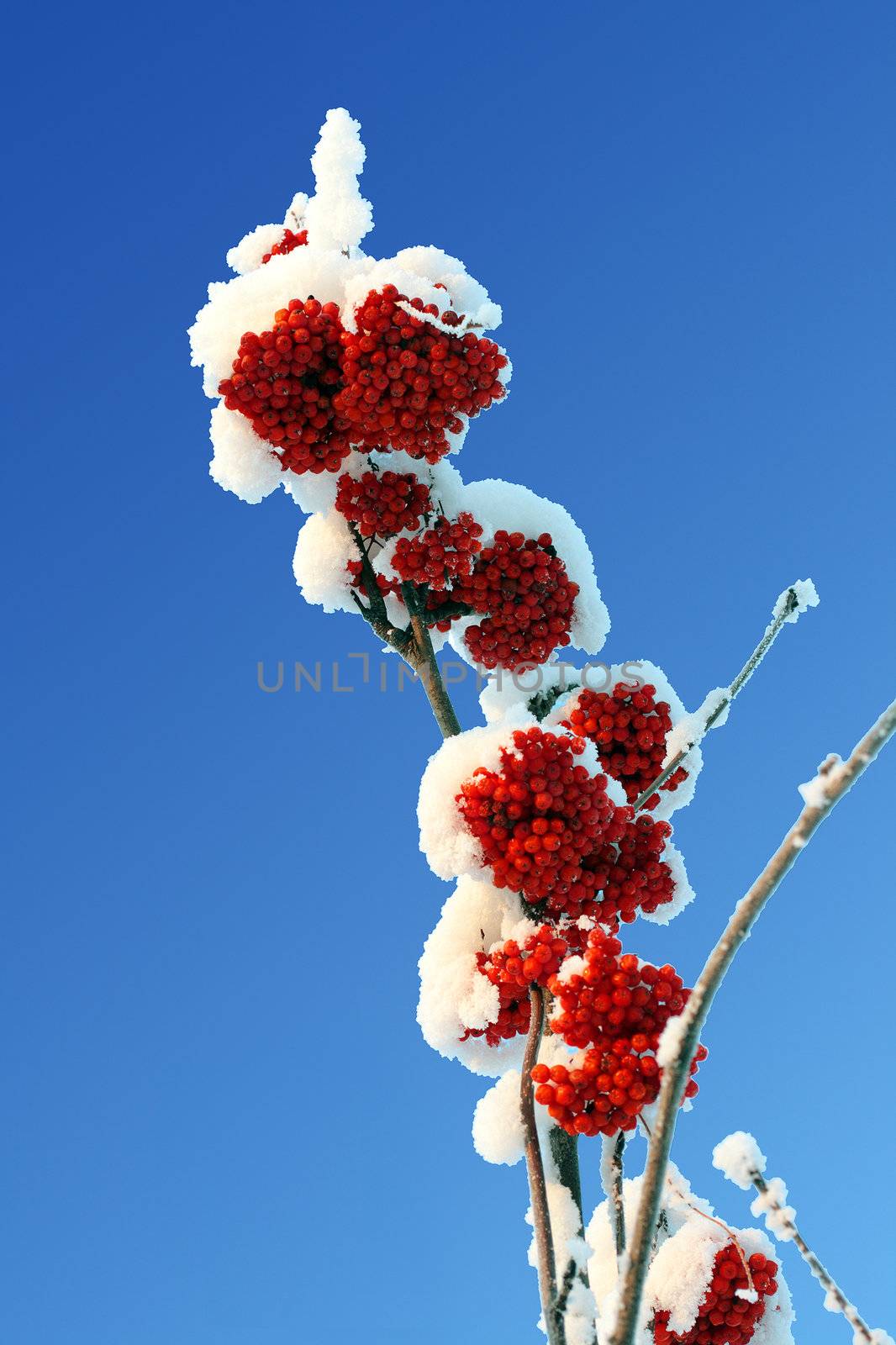 ash-berry red branches under snow and blue sky