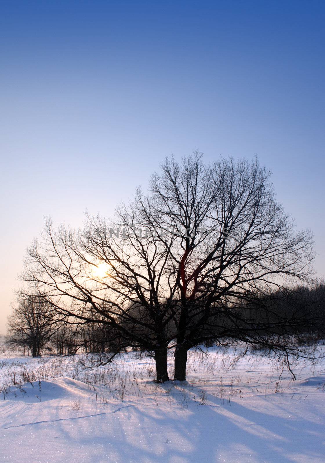 winter sunset with tree by Mikko