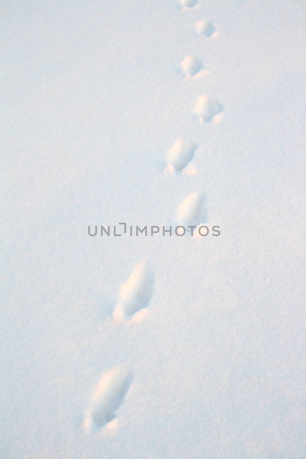 animal tracks on snow in field