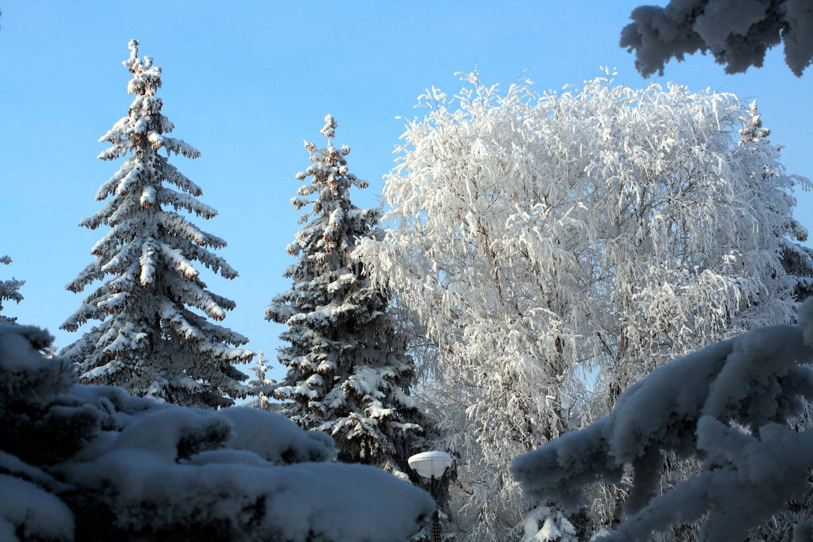 landscape with winter snow trees under blue sky
