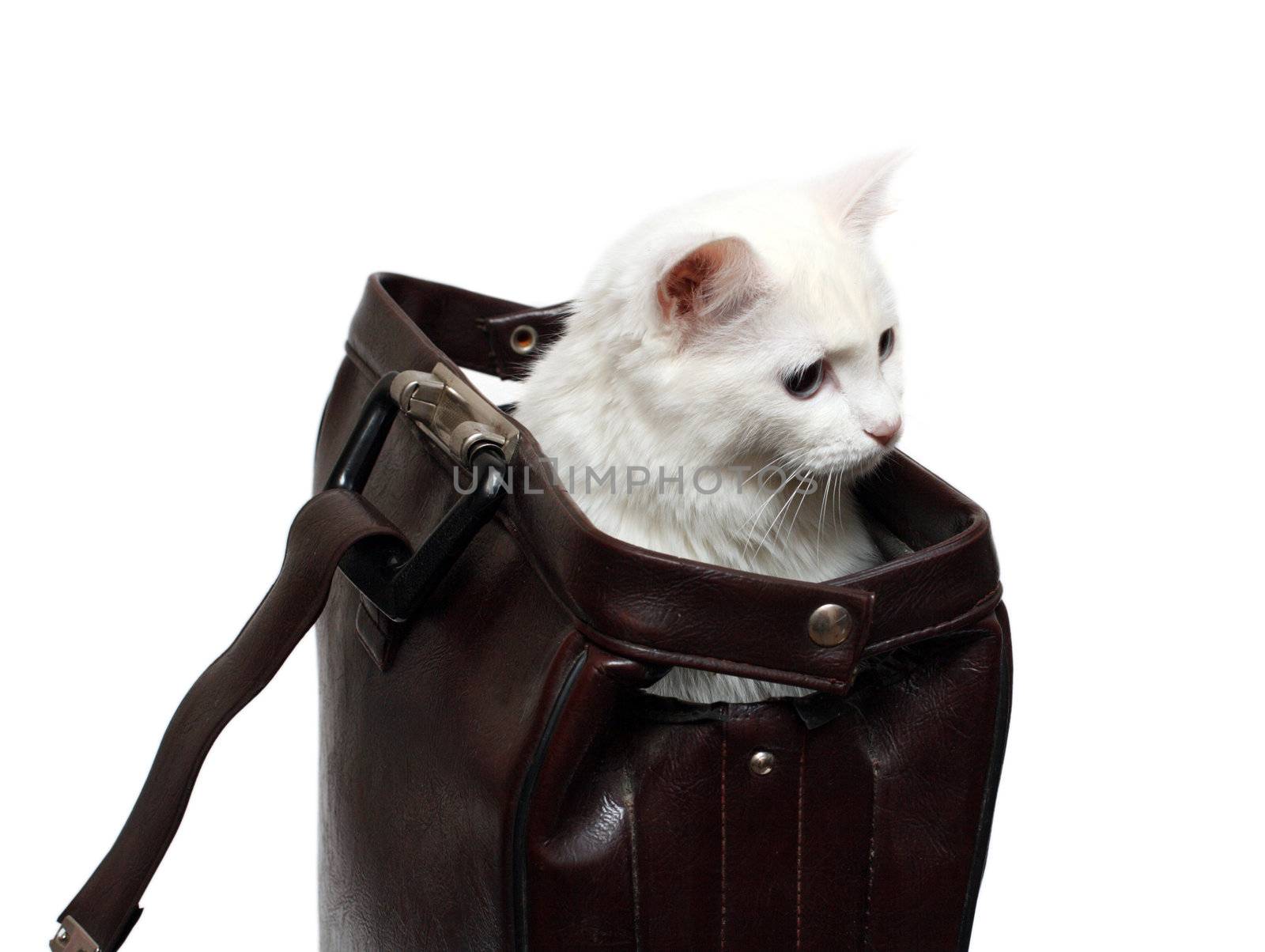 white cat in brown case by Mikko