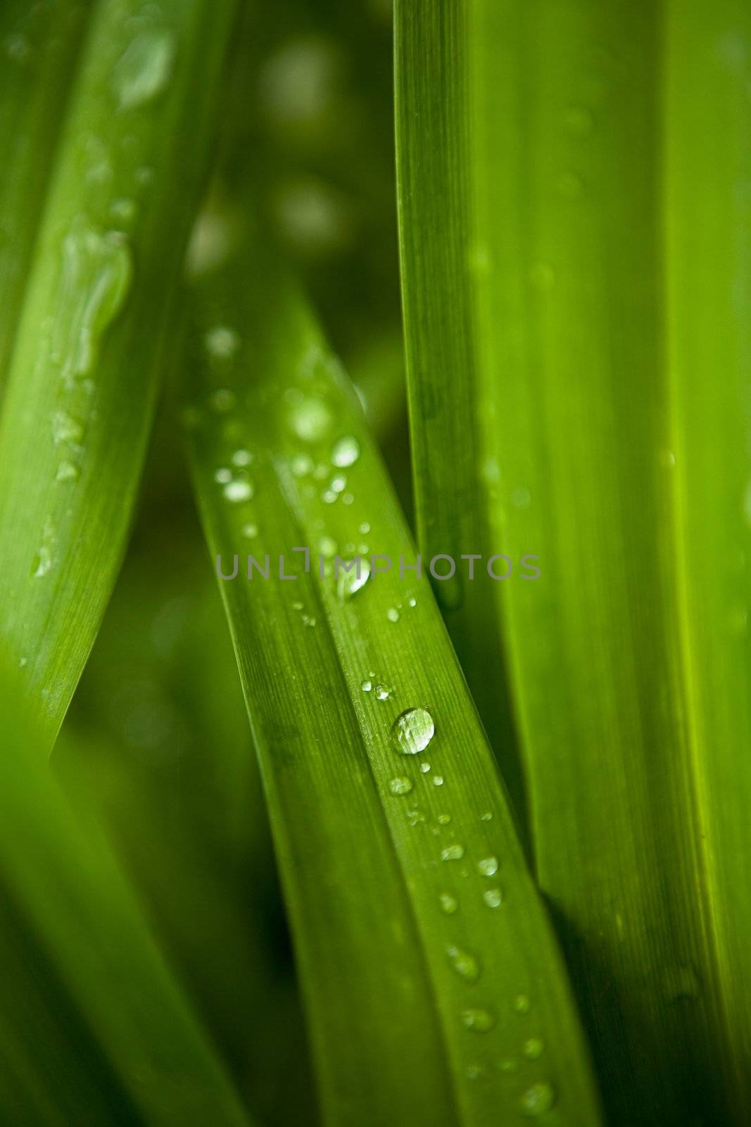 Morning dew flows down on green leaves
