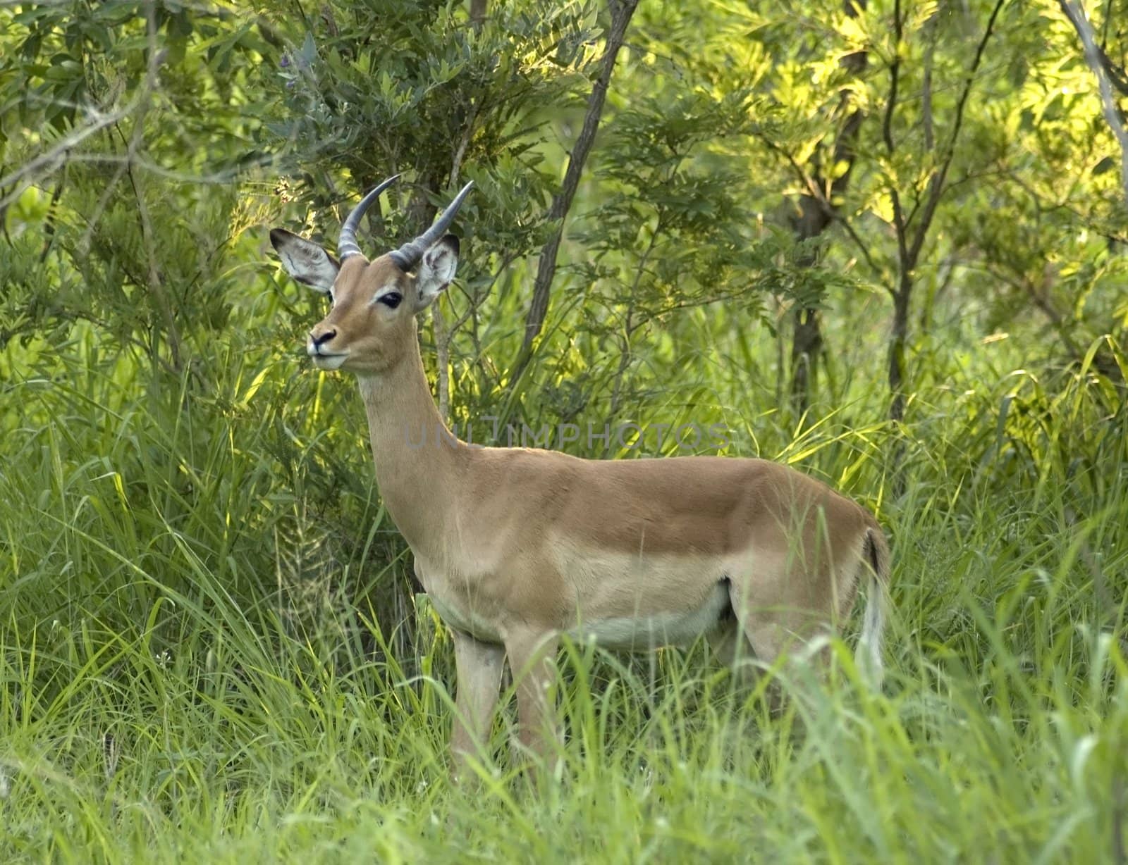A male impala in the Kruger Park, South Africa, during the rainy season.