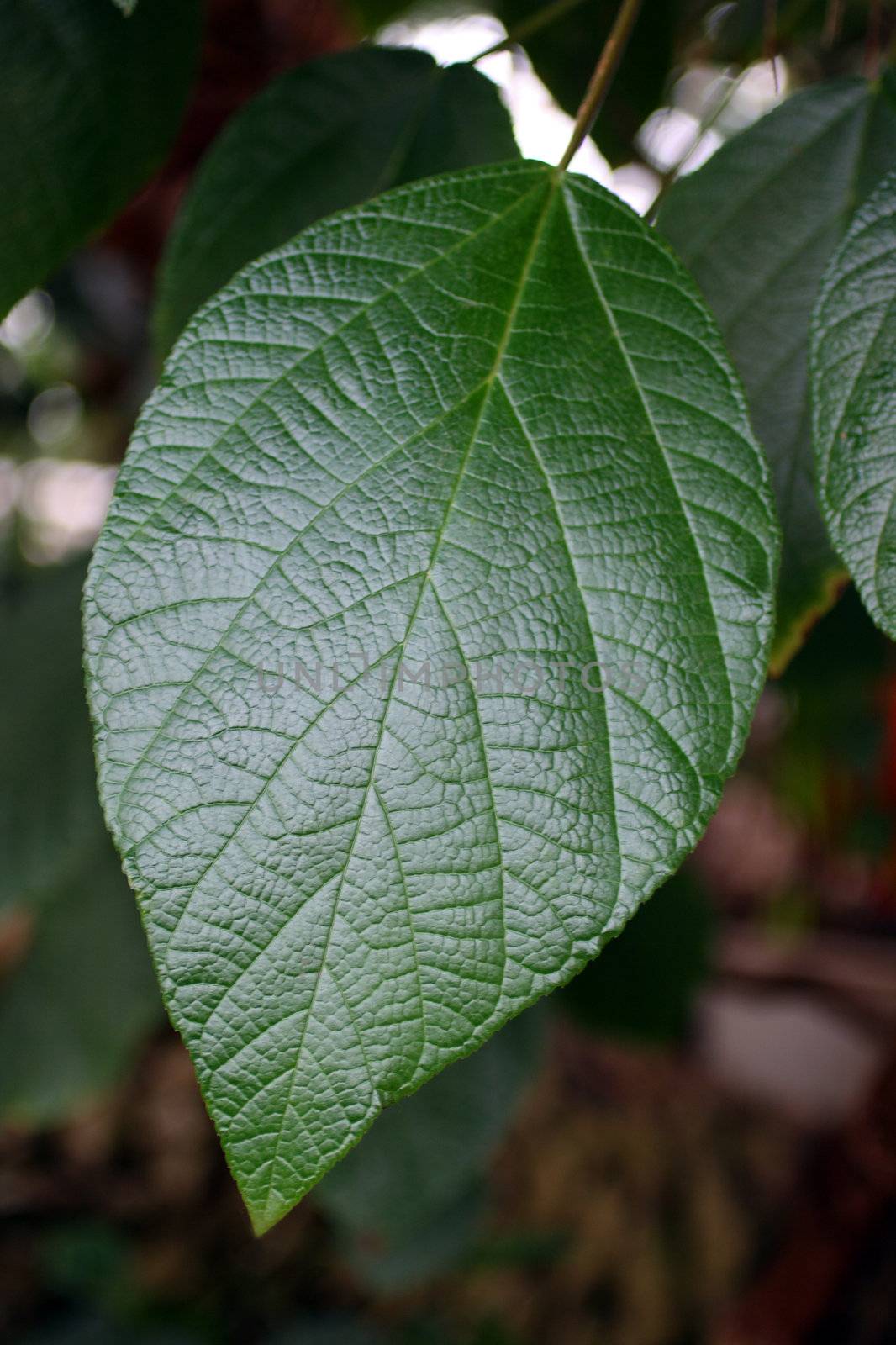 big tropical green leaf close-up