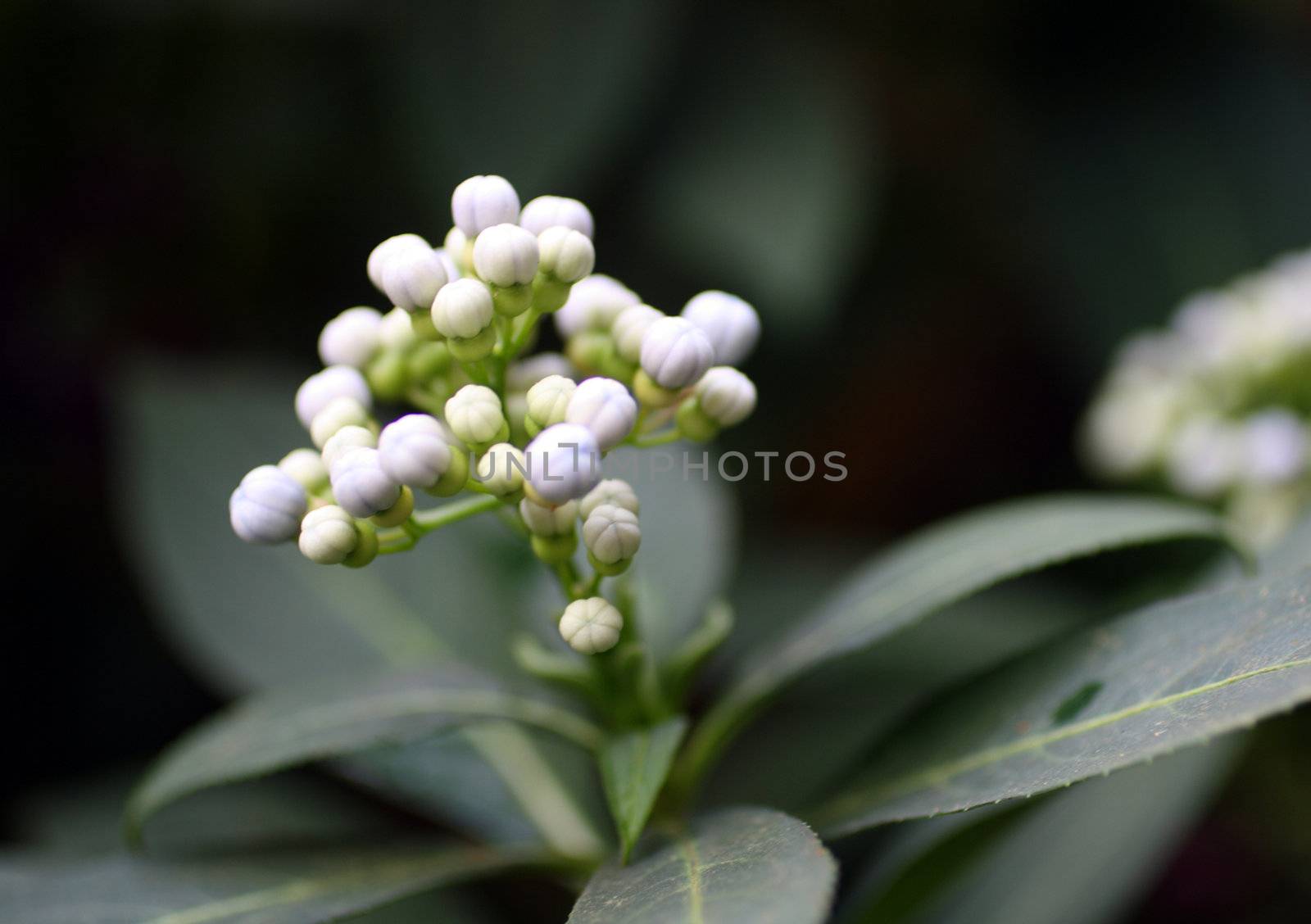 small white tropical flowers by Mikko