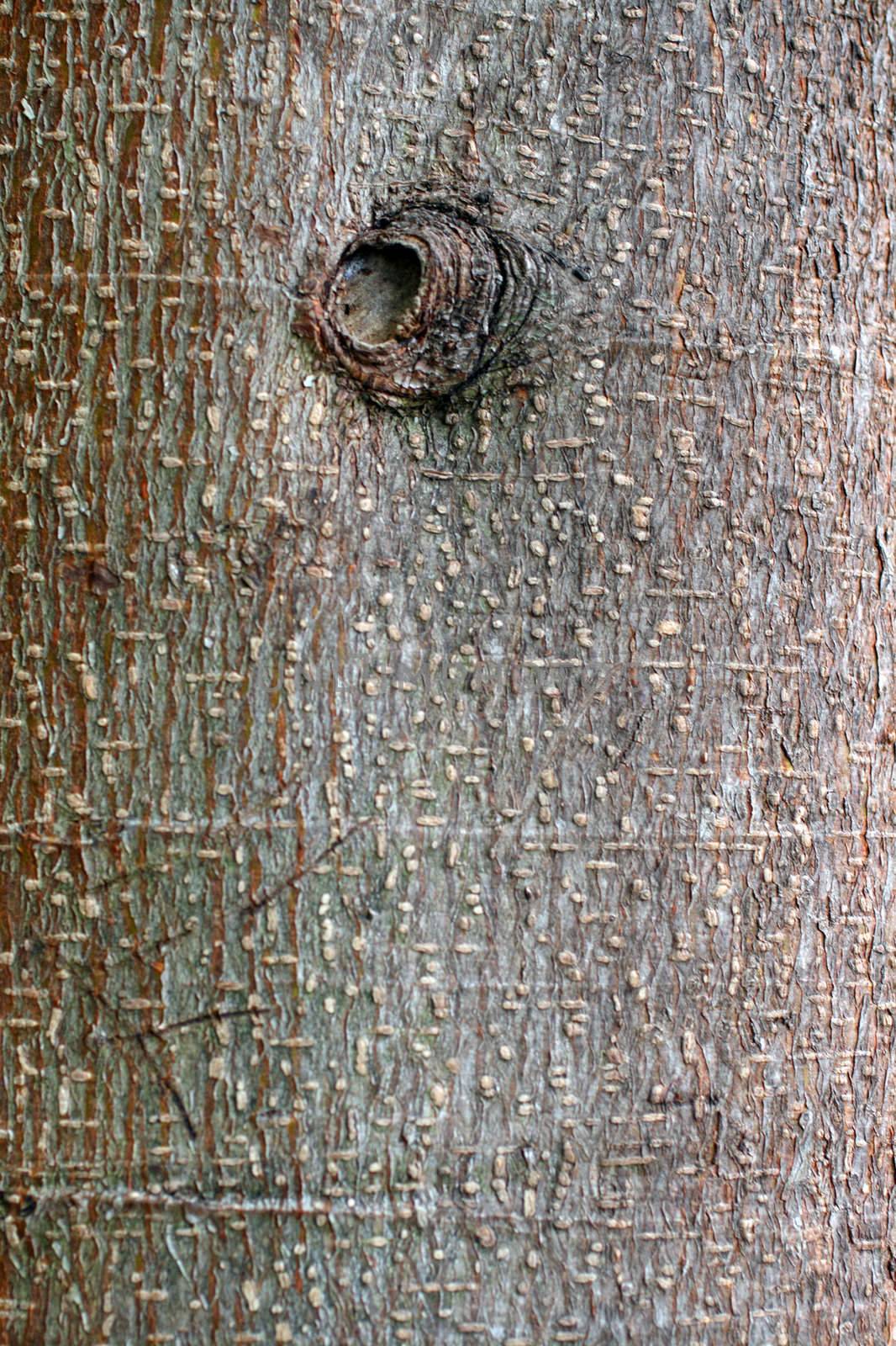 tree trunk bark by Mikko