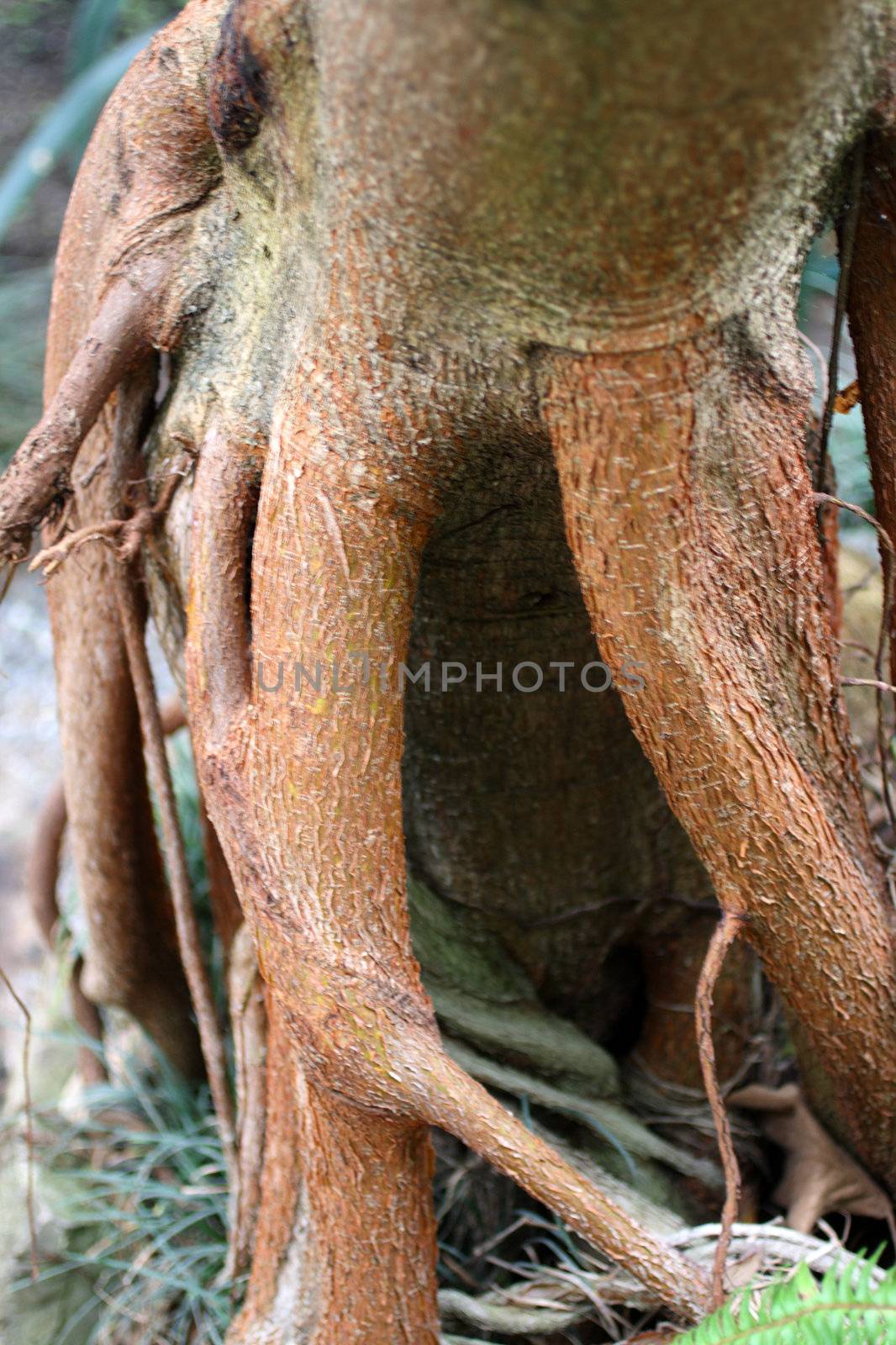 roots of jasmine tree close-up