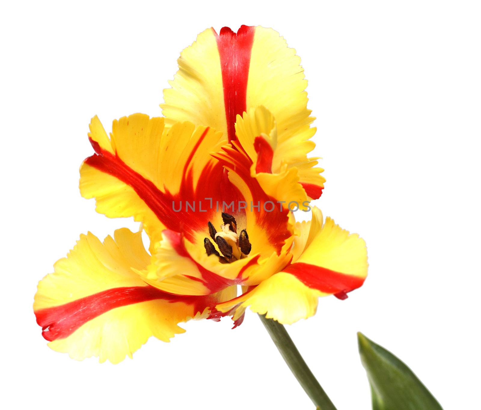 close-up view on red-yellow tulip isolated on white
