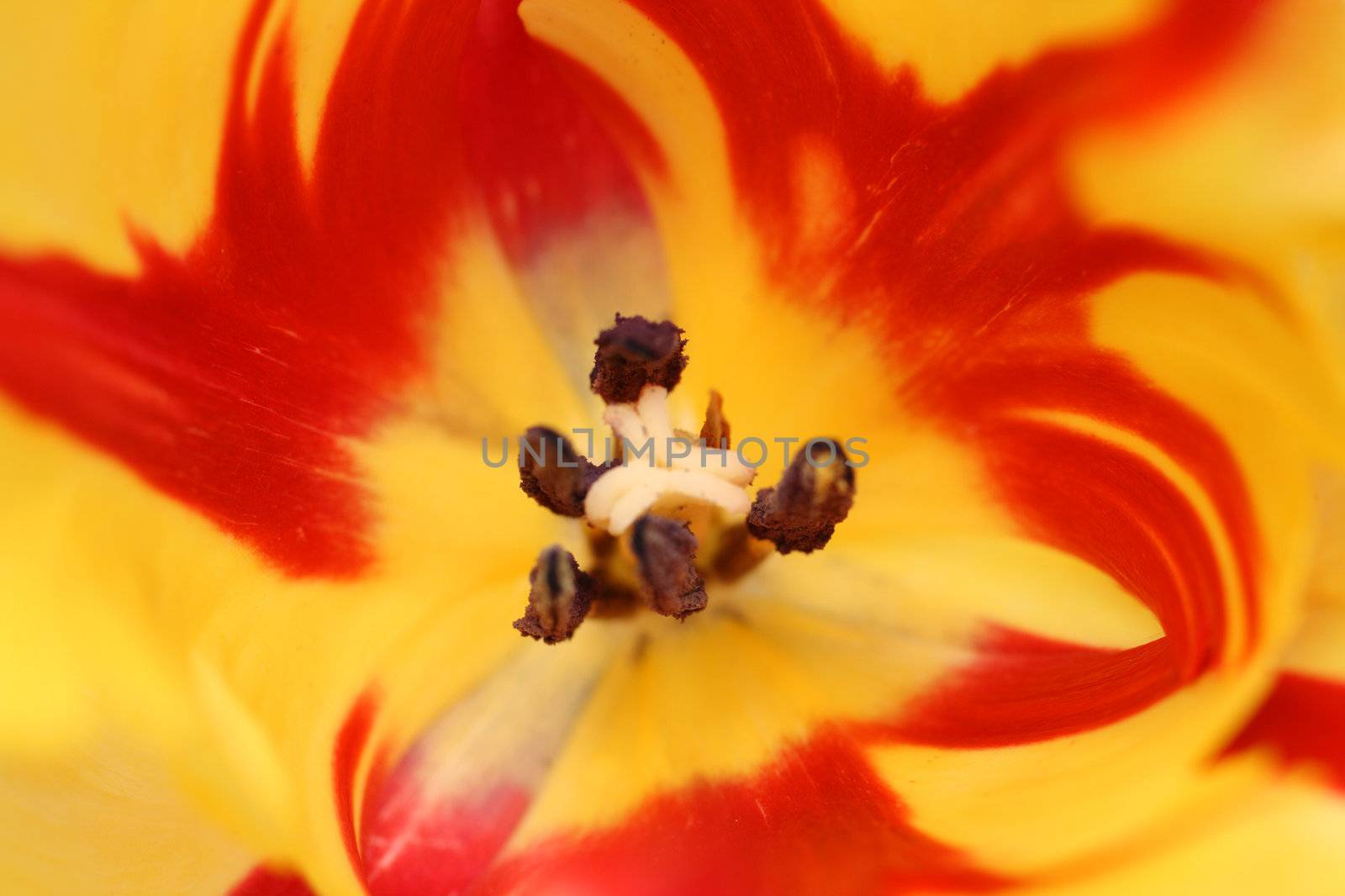 view in red-yellow striped tulip by Mikko