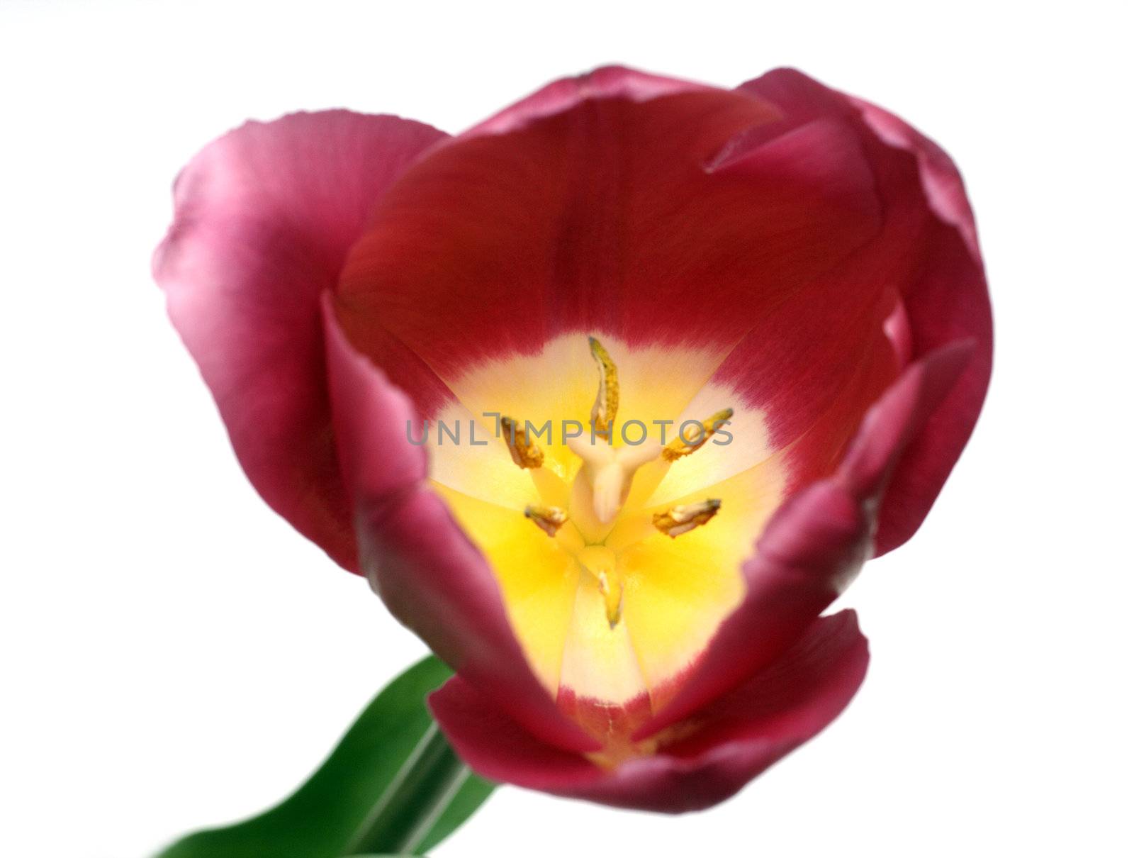 close-up view on tulip by Mikko