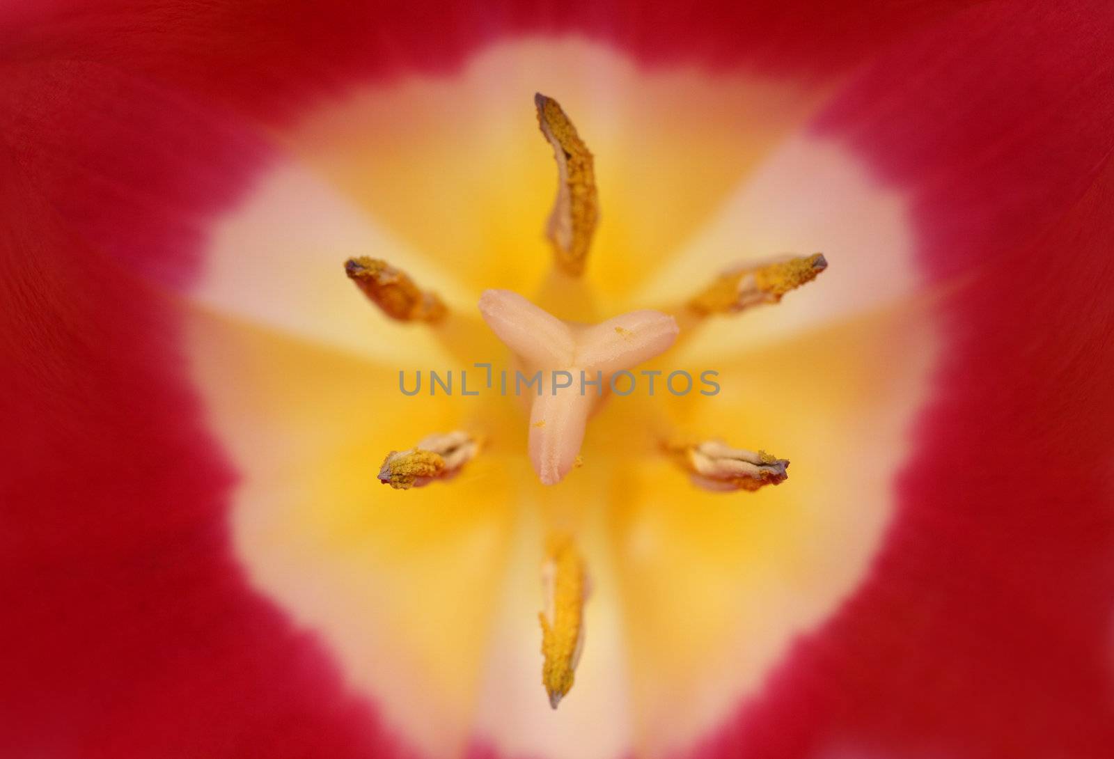 close-up view in tulip with stamens and pistil