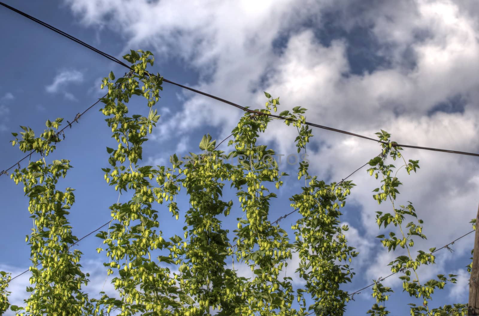 The photo shows the construction and the hop plant HDR.