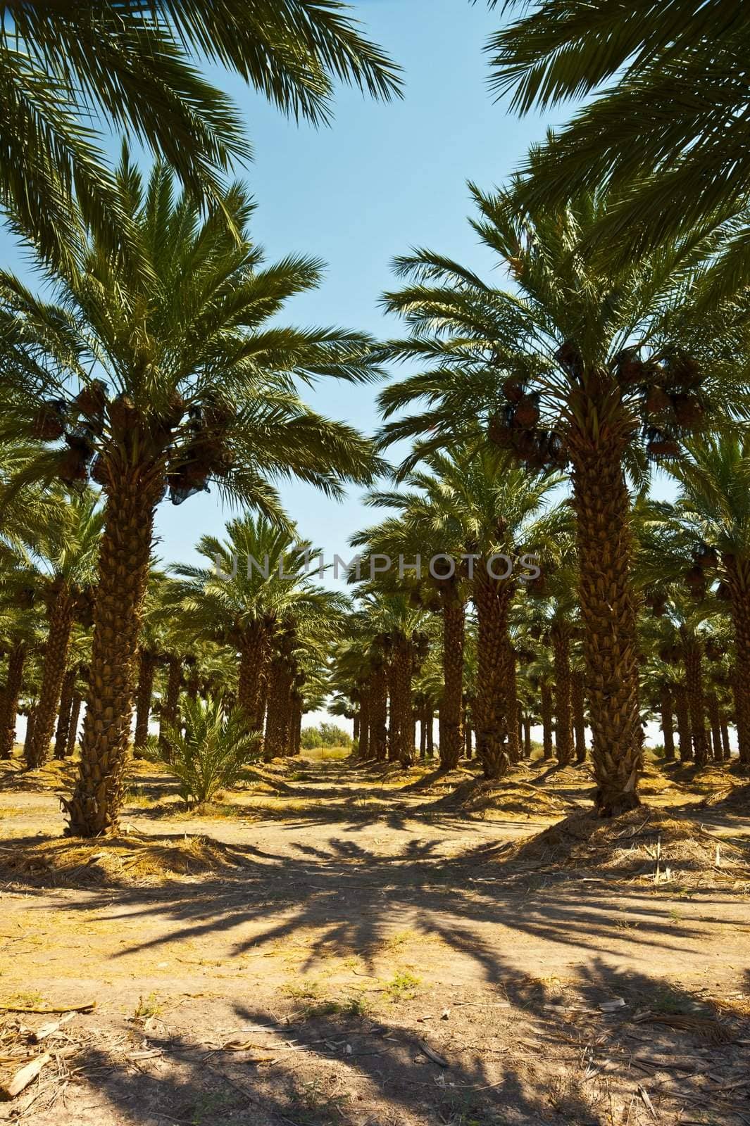 Plantation of Date Palms in the Jordan Valley, Israel