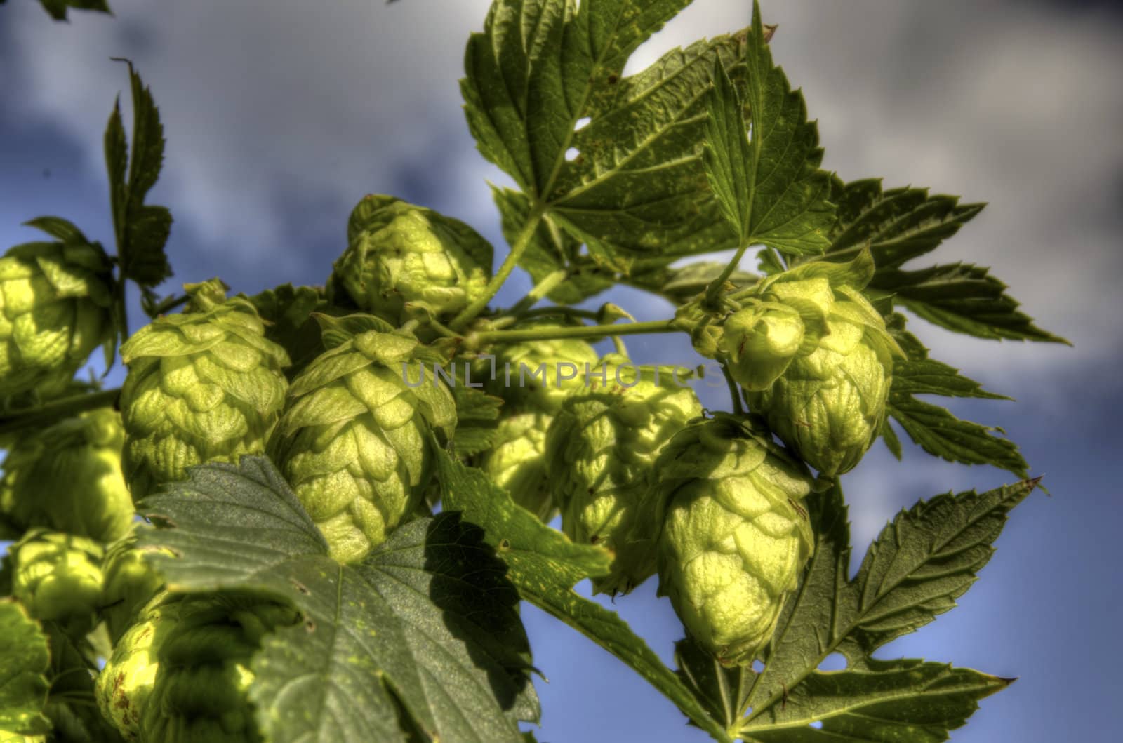 The photo shows the construction and the hop plant HDR.
