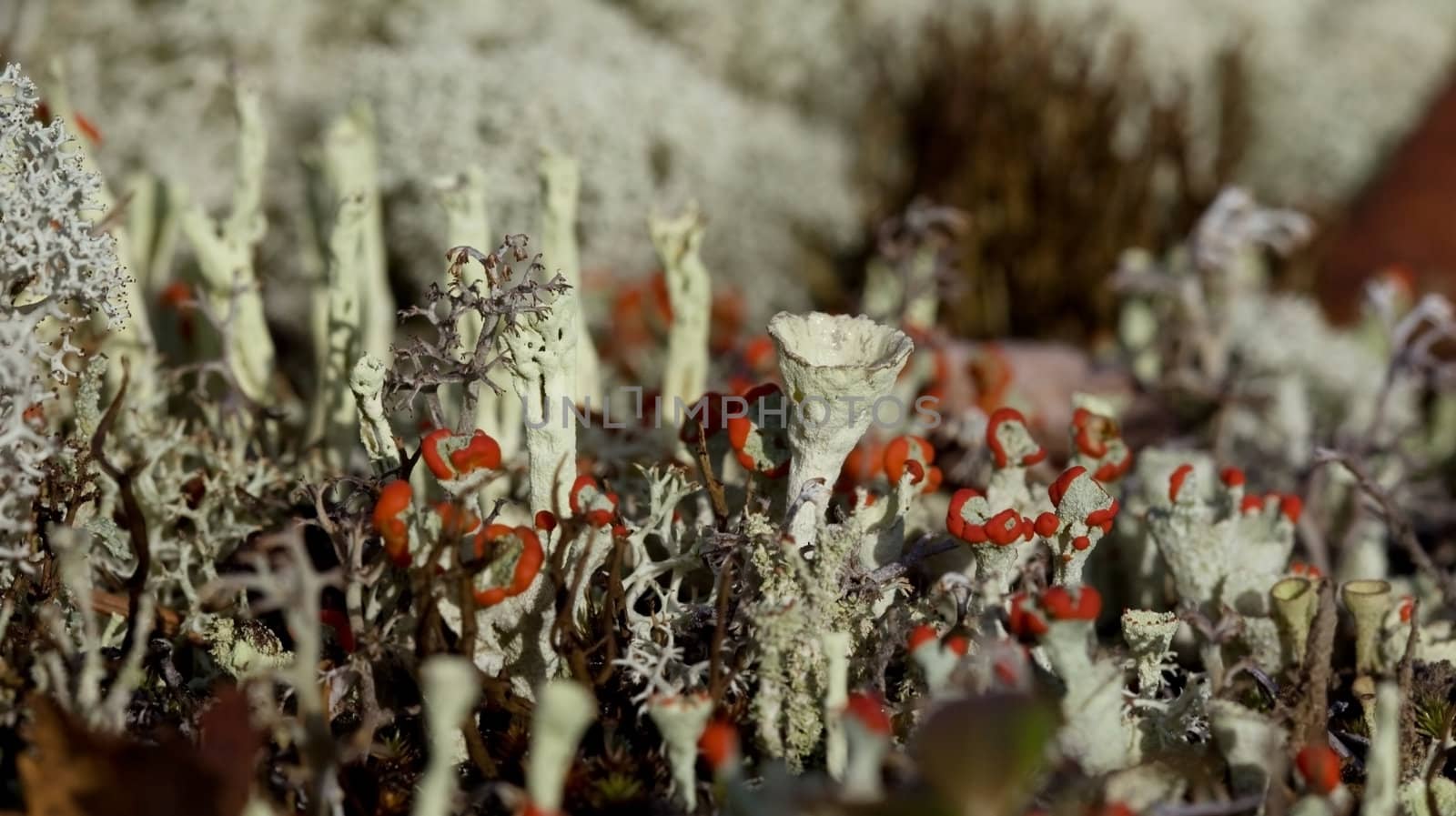 flowering moss sunlight under natural conditions