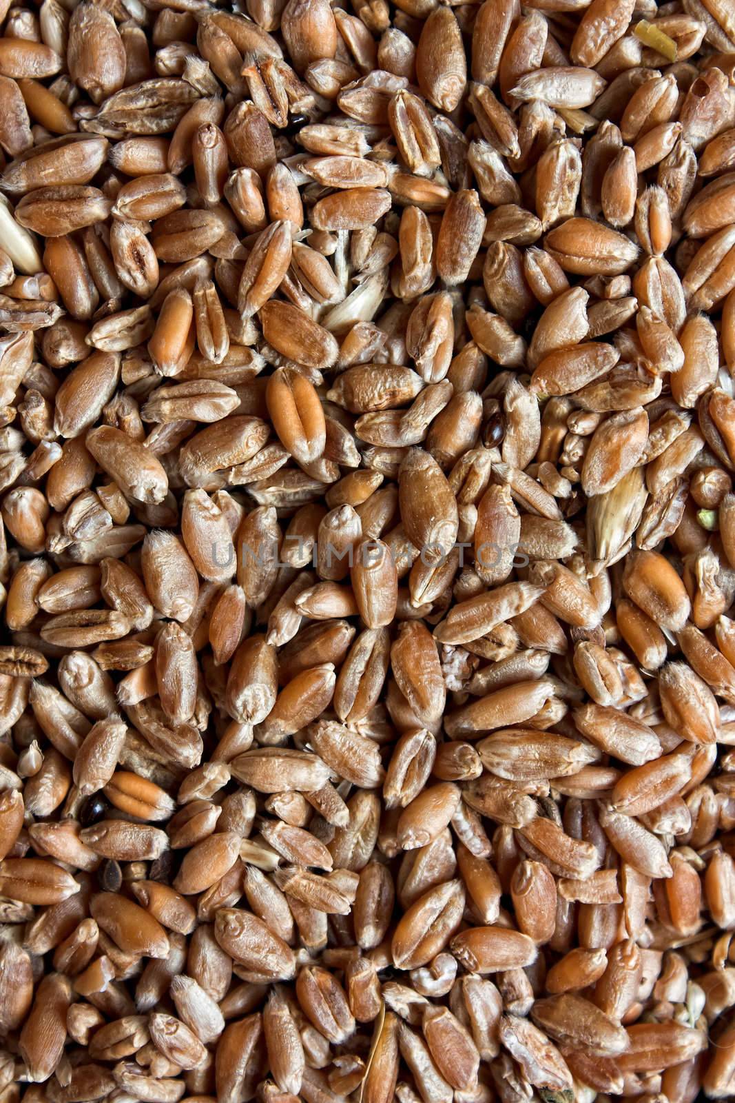 texture of the wheat grains
