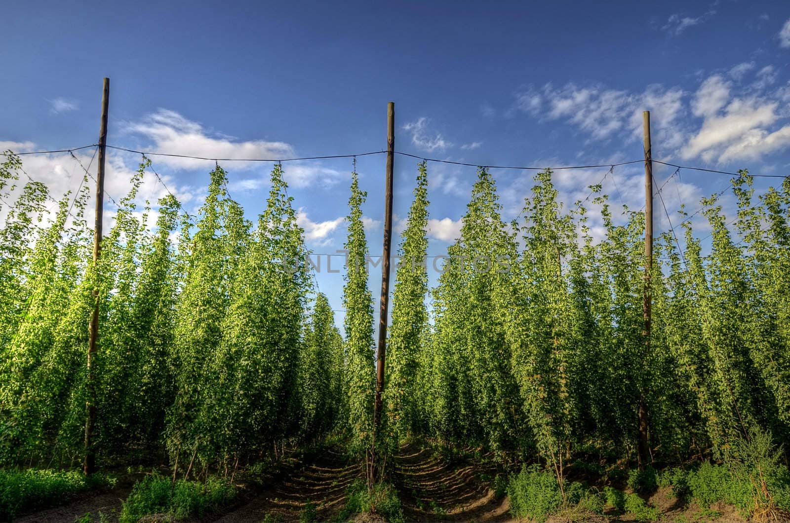 The photo shows the construction and the hop plant HDR.