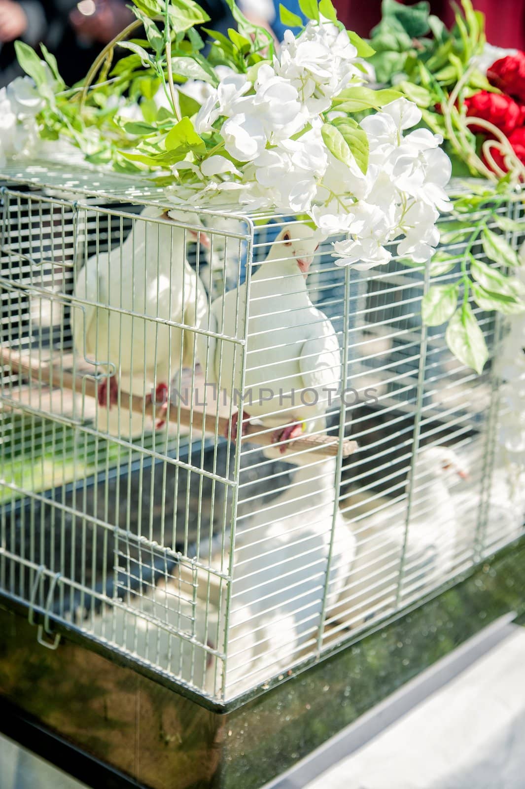 Caged doves on a wedding celebration