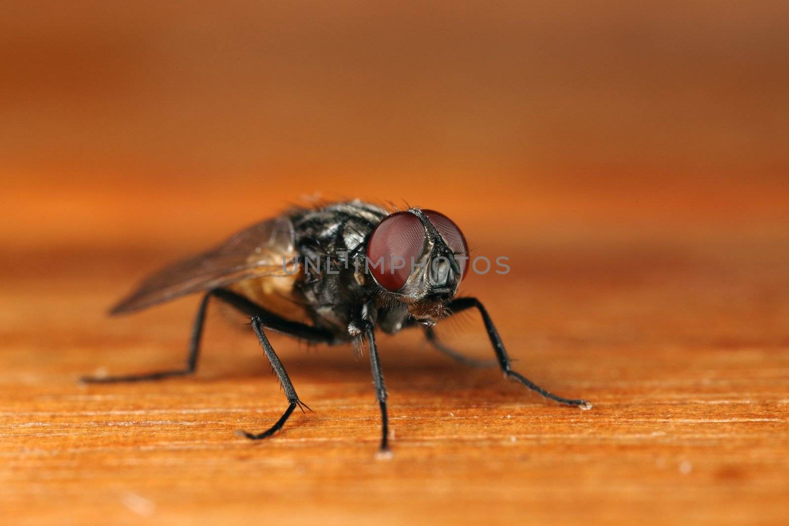 macro photography of a dirty fly