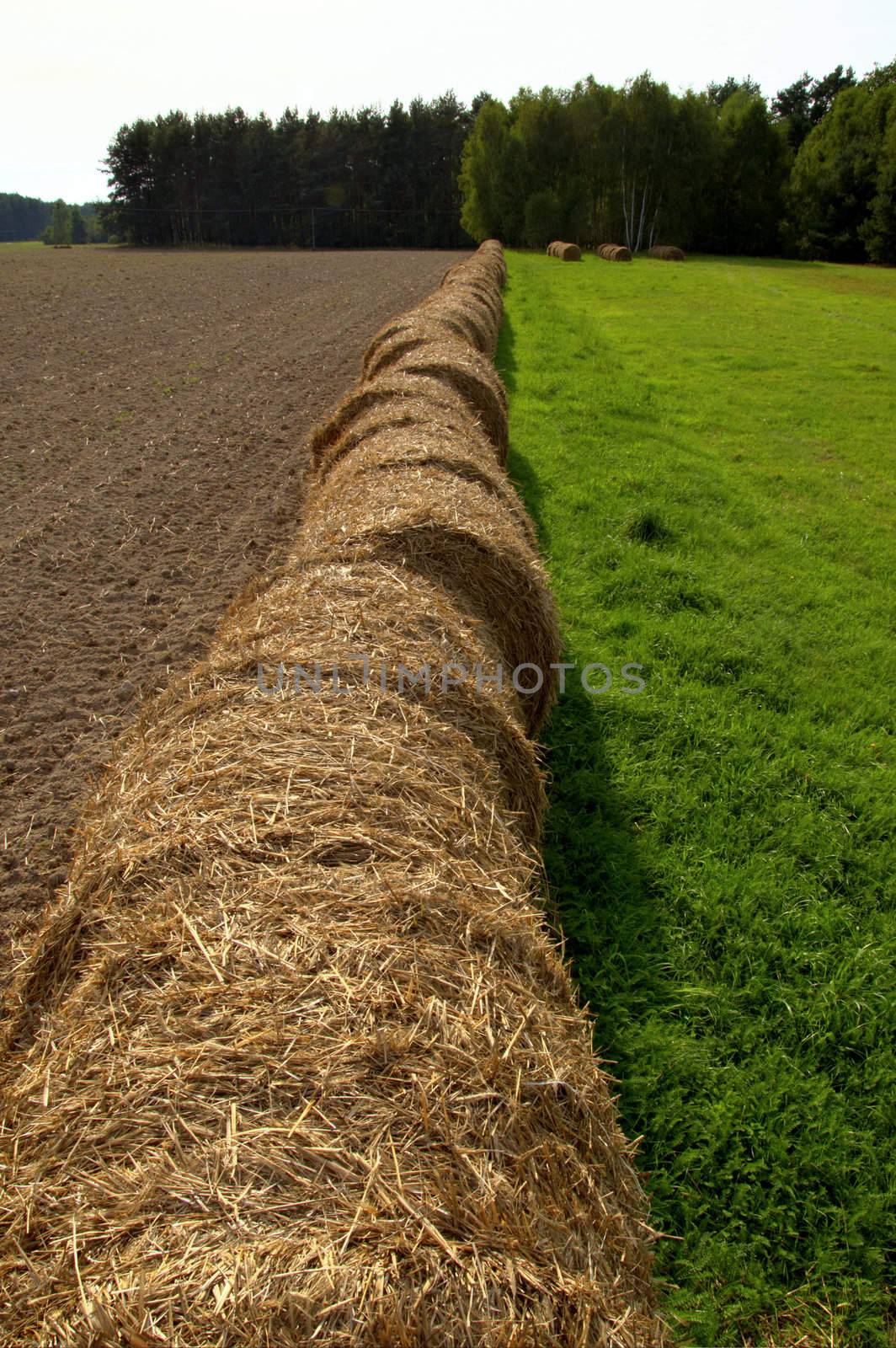 This photo present bales of straw after harvest grain HDR.