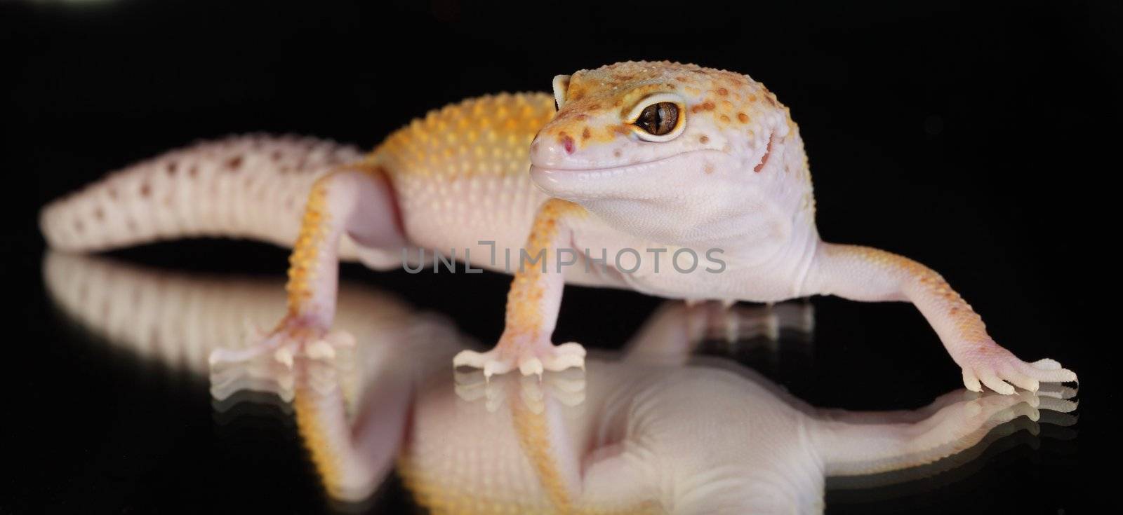 Picture of a beautiful leopard gecko