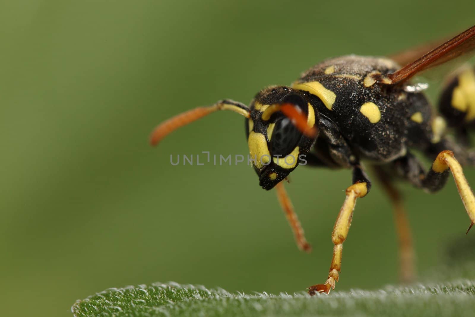 macro photo of a dangerous wasp