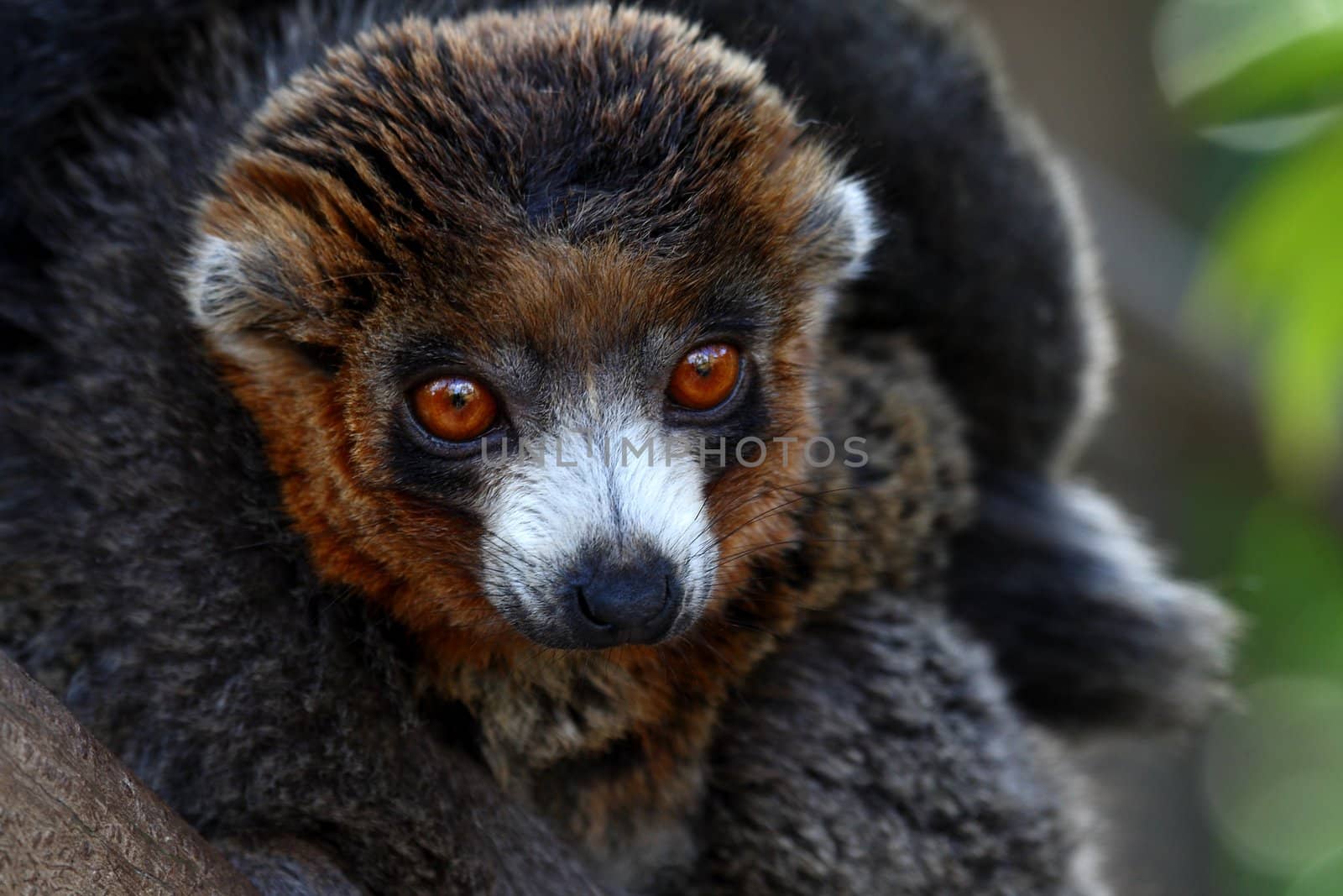 Portrait of a black and brown lemur