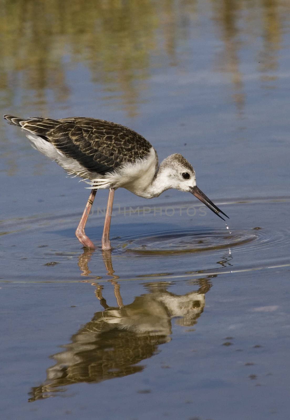 picture of a marine bird looking for breeding