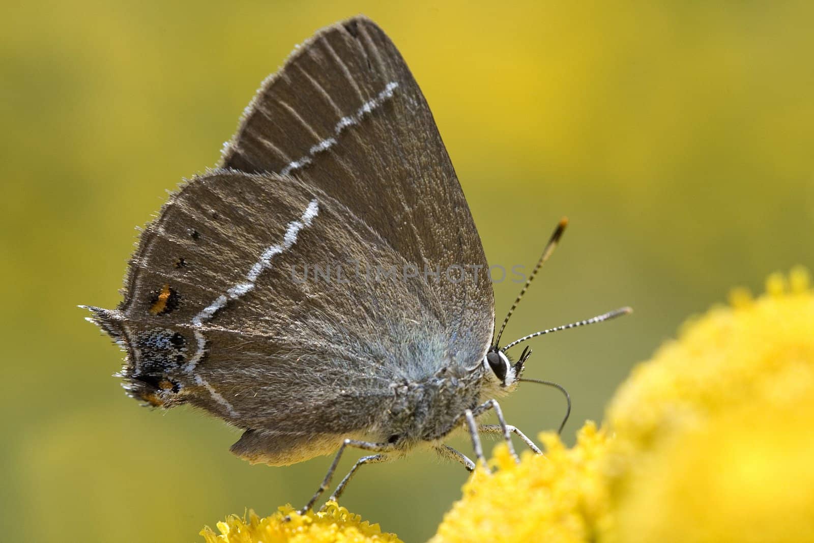 picture macro of a beautiful butterfly