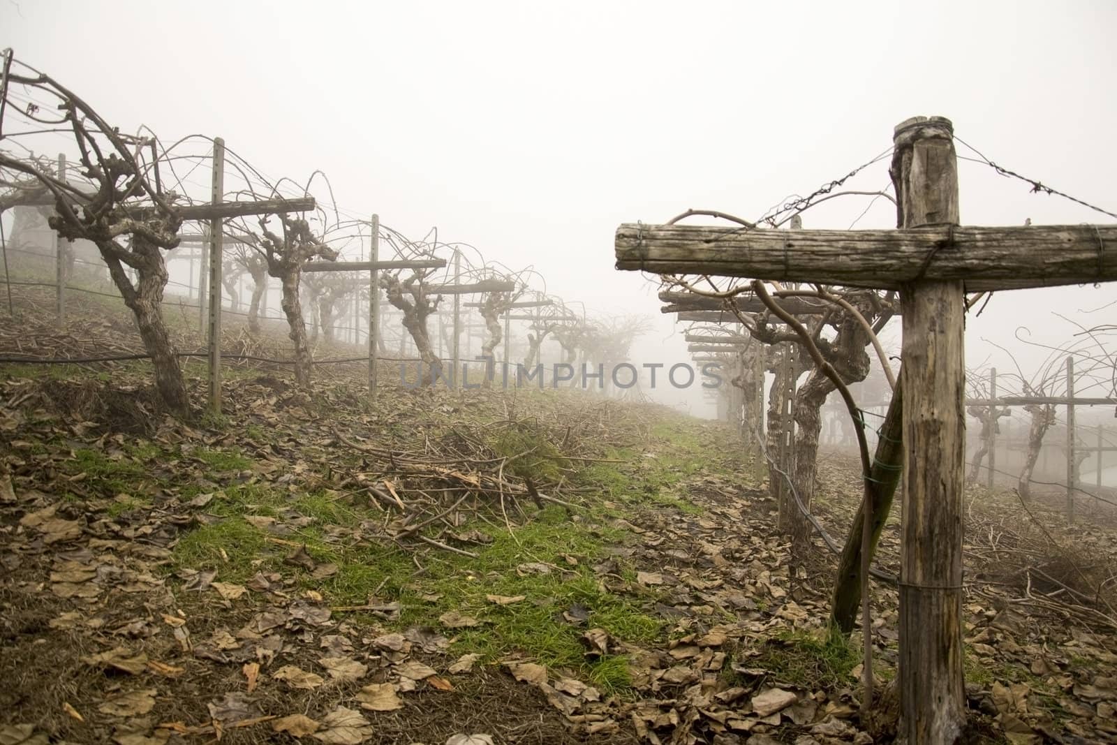 Vineyard in a foggy day. Rest in winter.