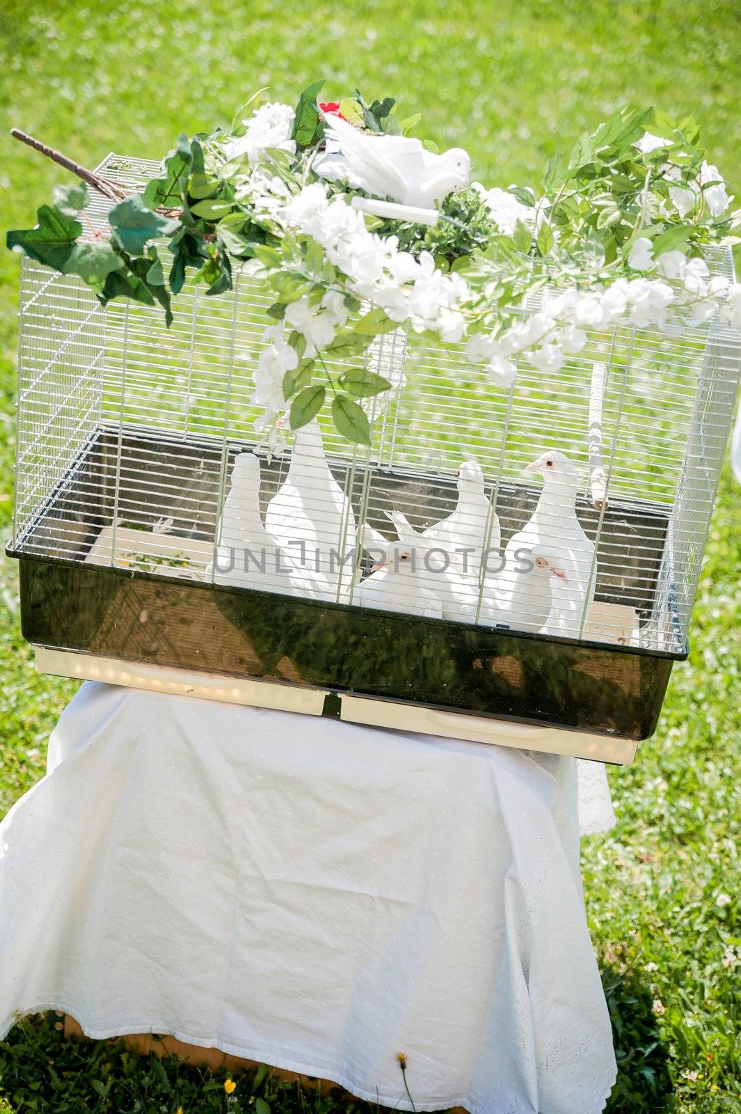 Dove Cage on a wedding celebration