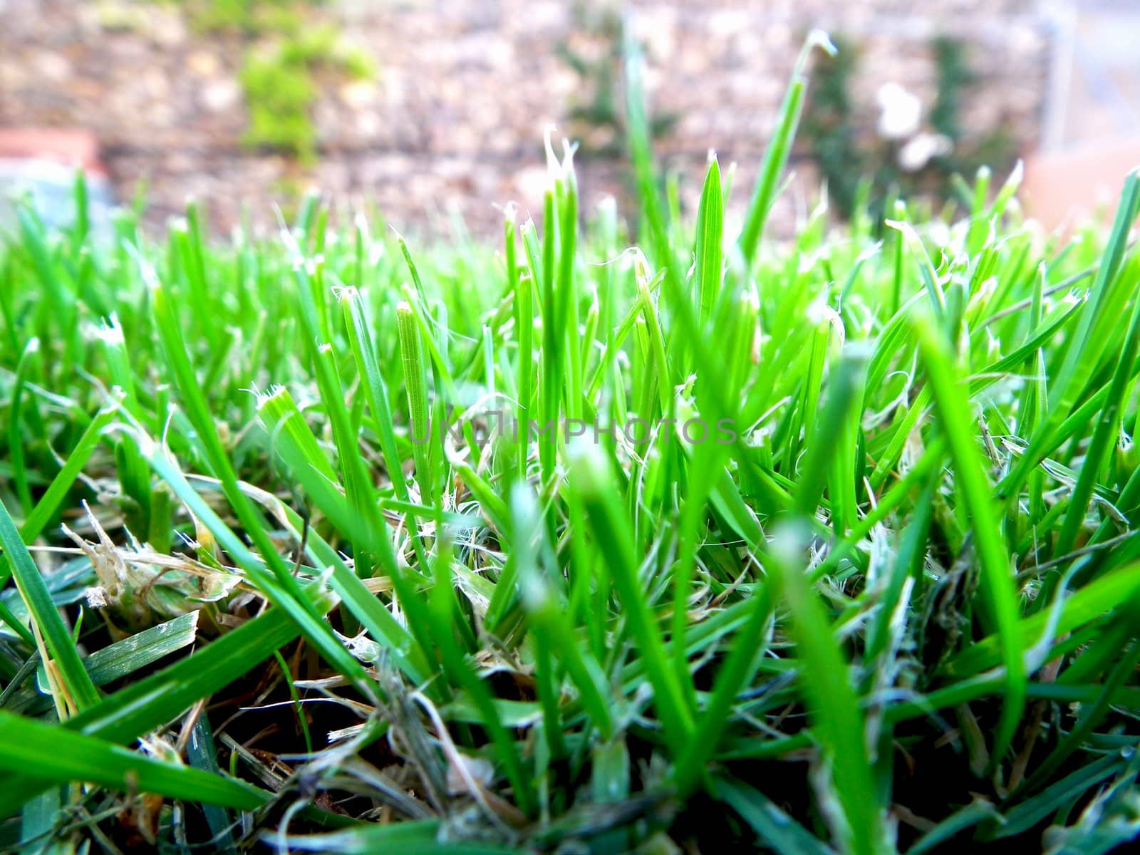 Green grass by itanu